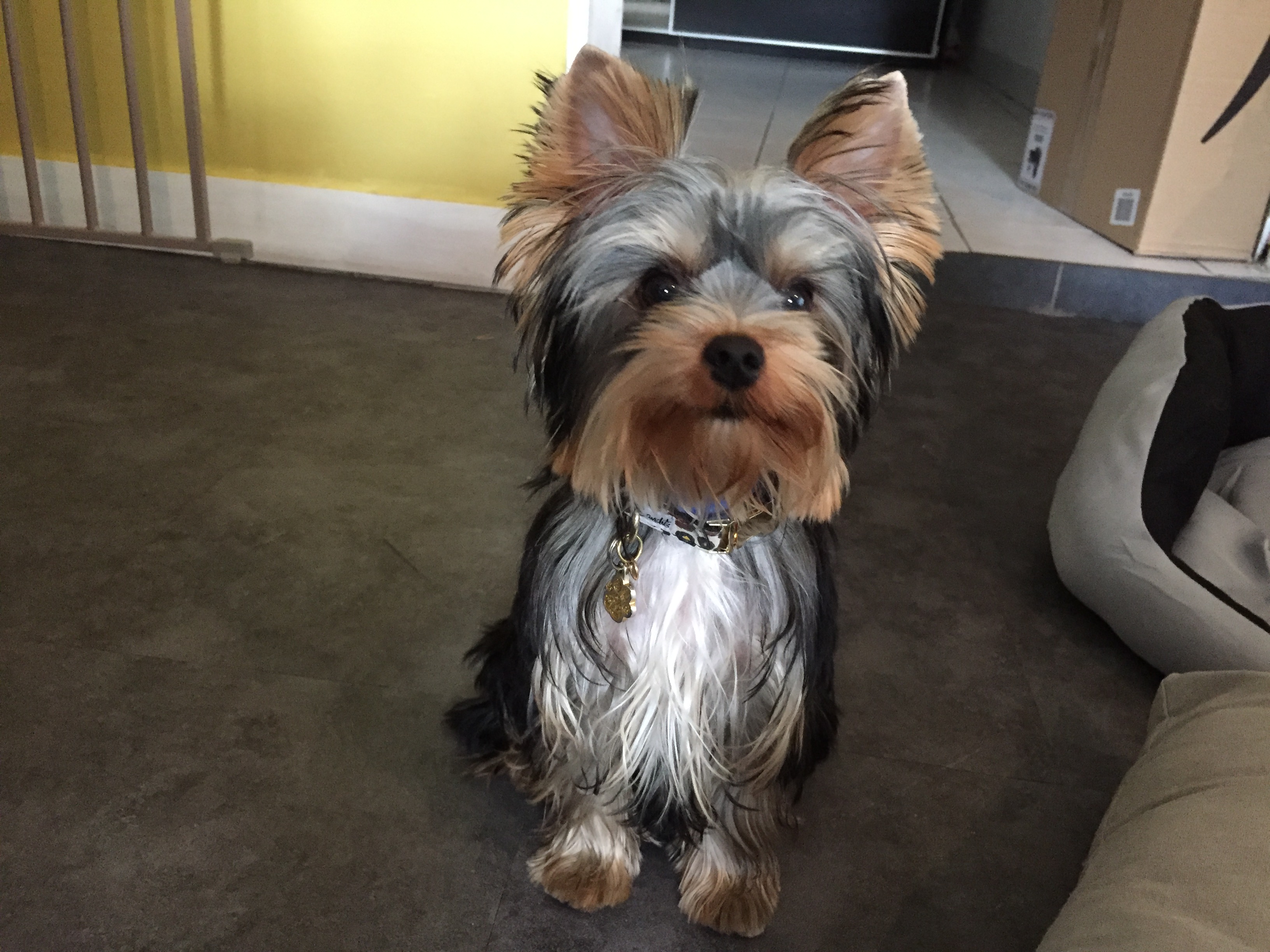 Pooki, york de 5mois