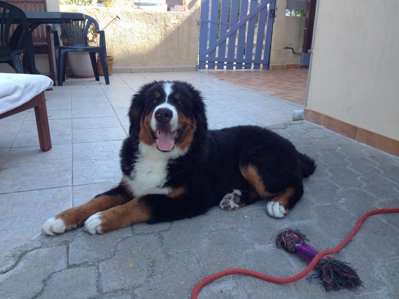 Moka, bouvier bernois de 4 mois