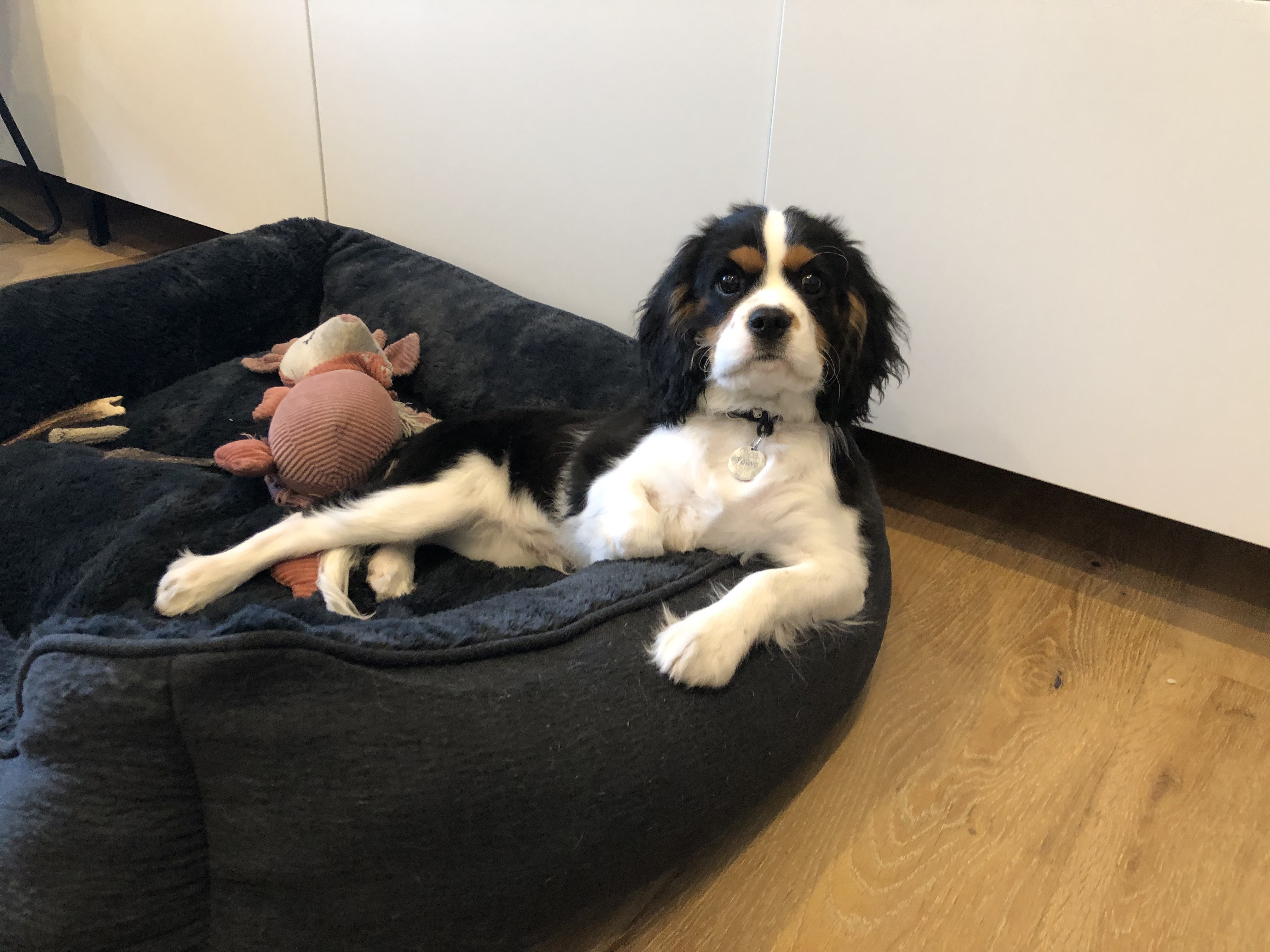 Taiwo, cavalier king charles 4 mois