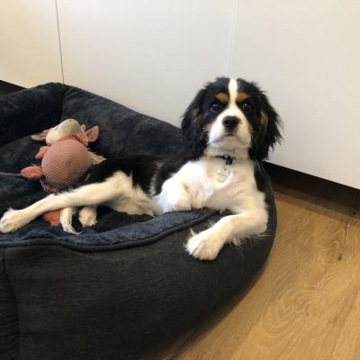 Taiwo, cavalier king charles 4 mois