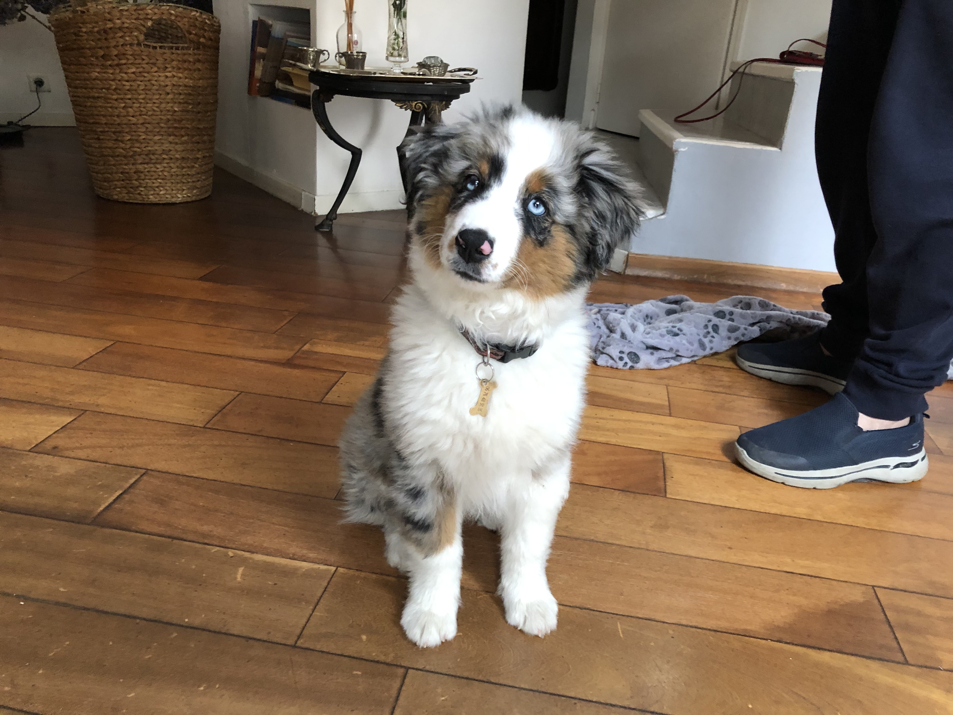Taia, mini berger américain 3 mois