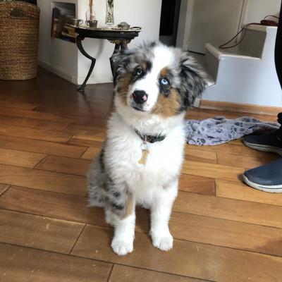 Taia, mini berger américain 3 mois
