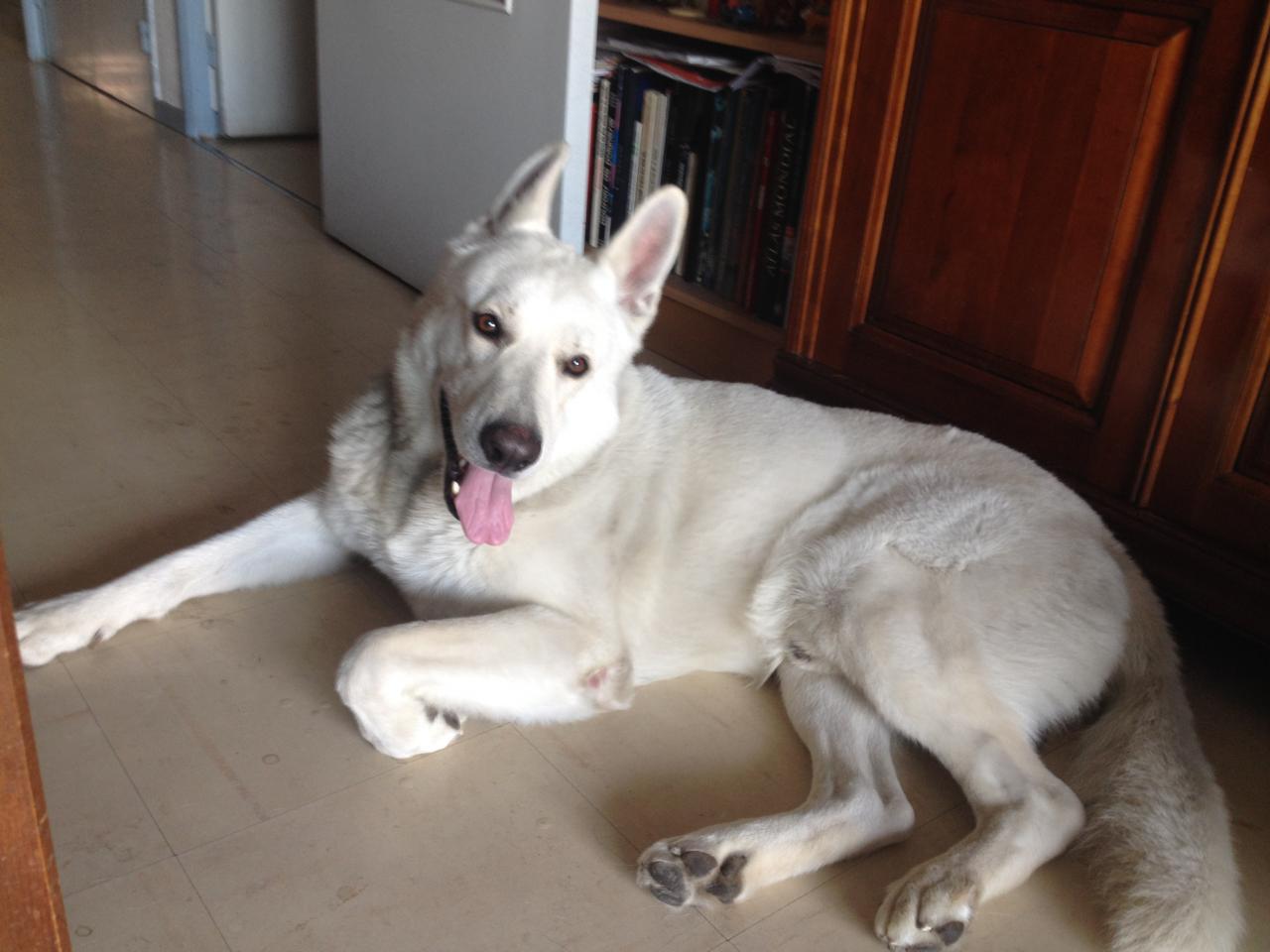 Shiro, Berger Blanc Suisse de 5 ans