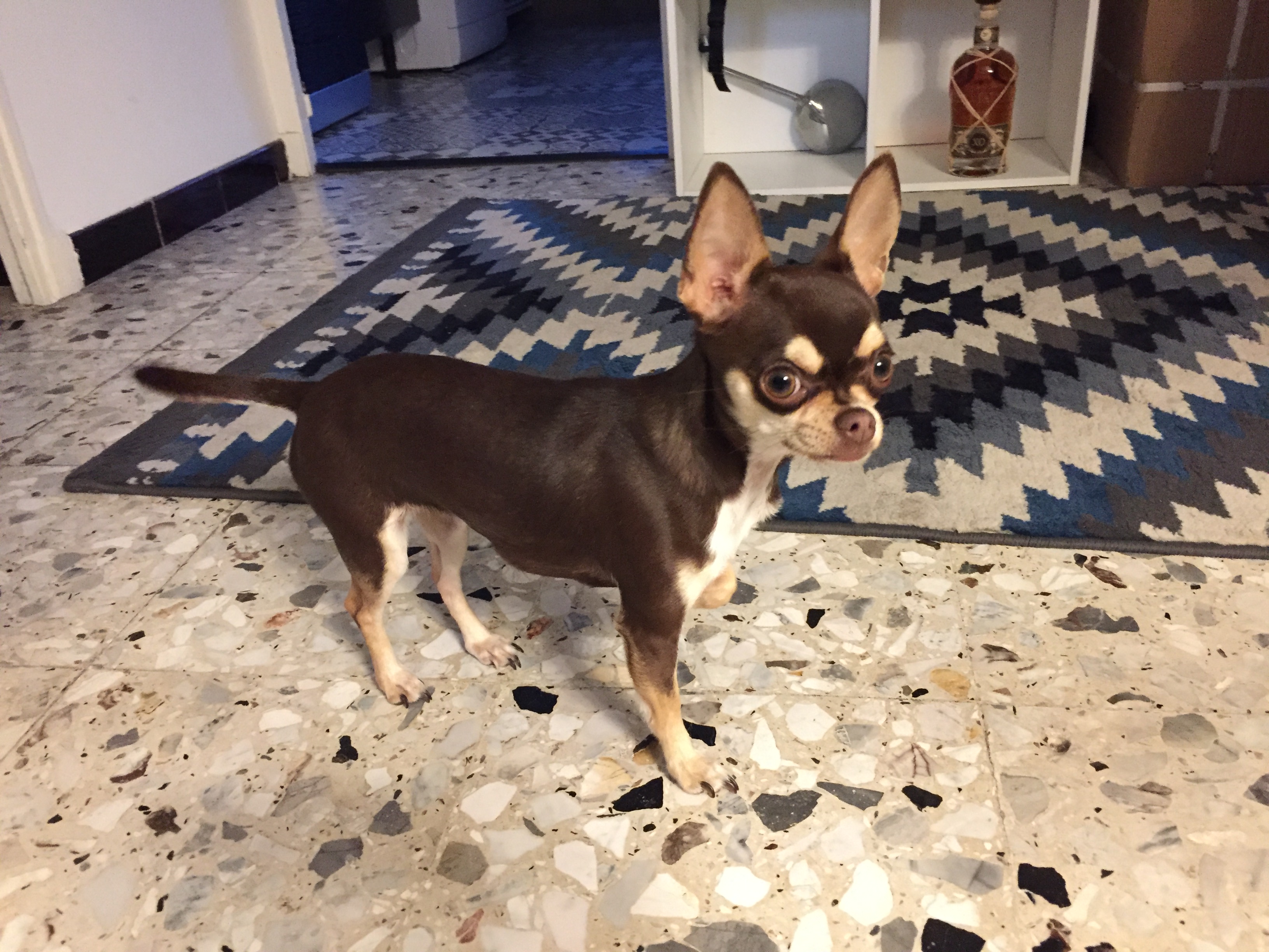 Nalah, chihuahua 1 an