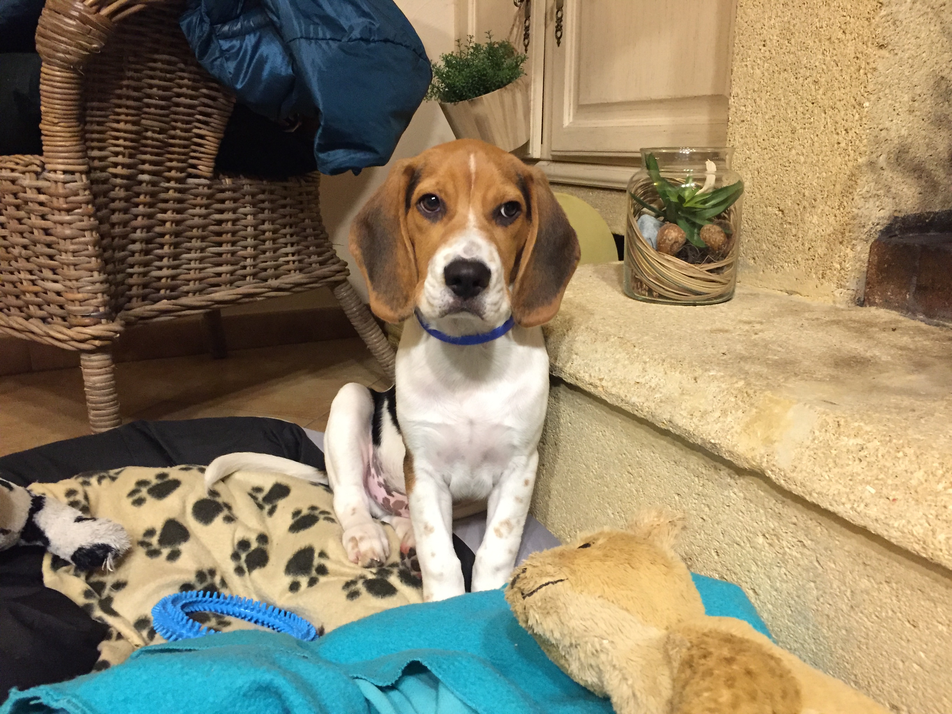 fleight, beagle de 5 mois