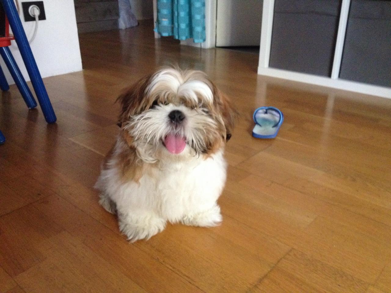 Marley, shih-tzu de 3 mois