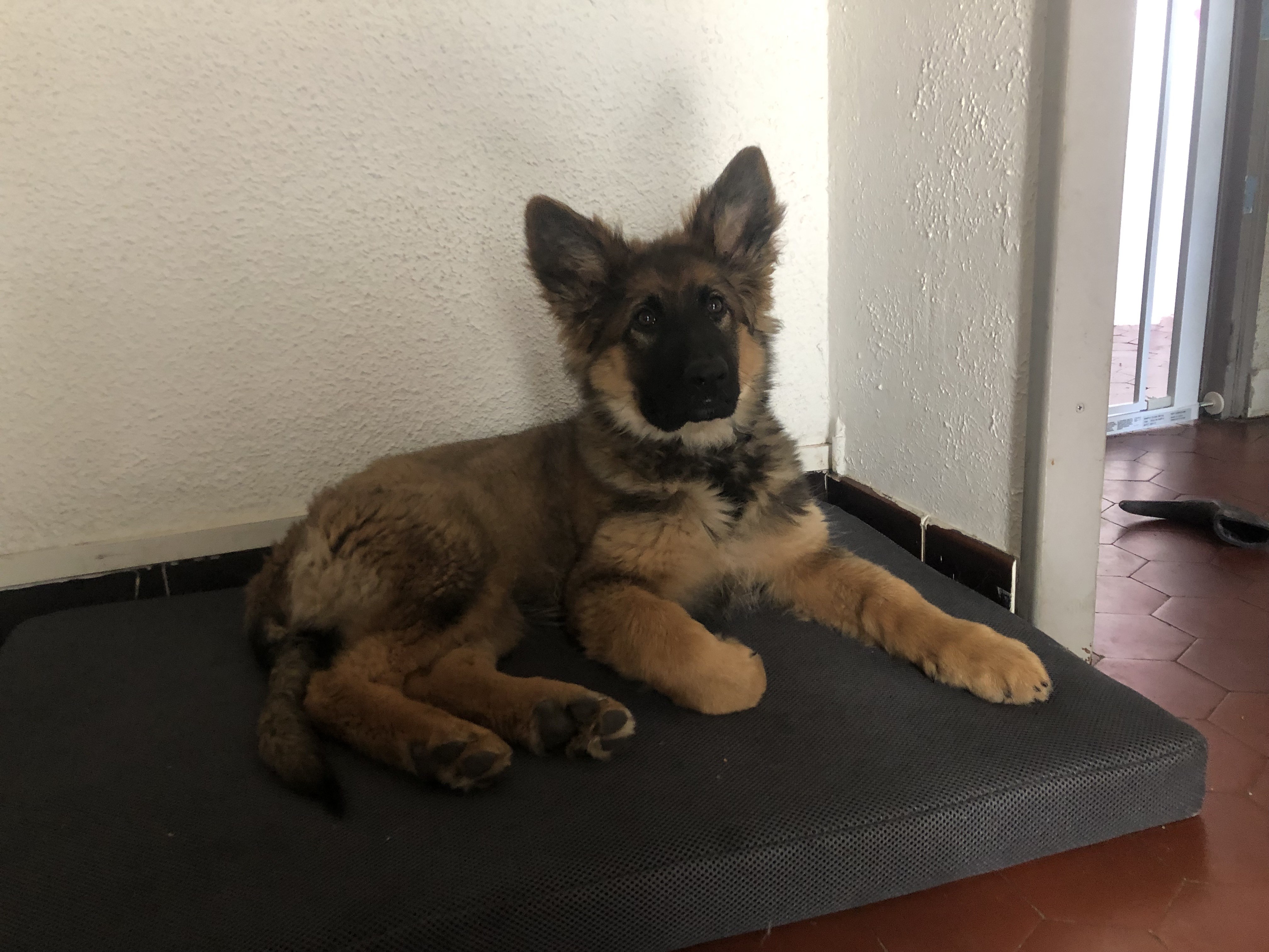 Thais, berger allemand de 3 mois