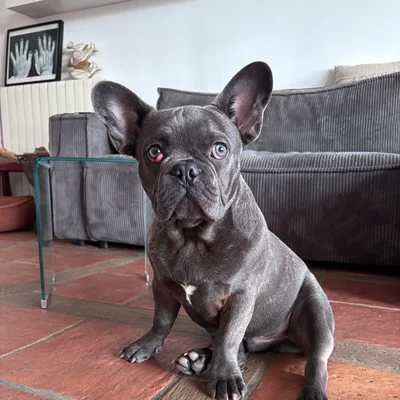 Charly, bouledogue français 6 mois