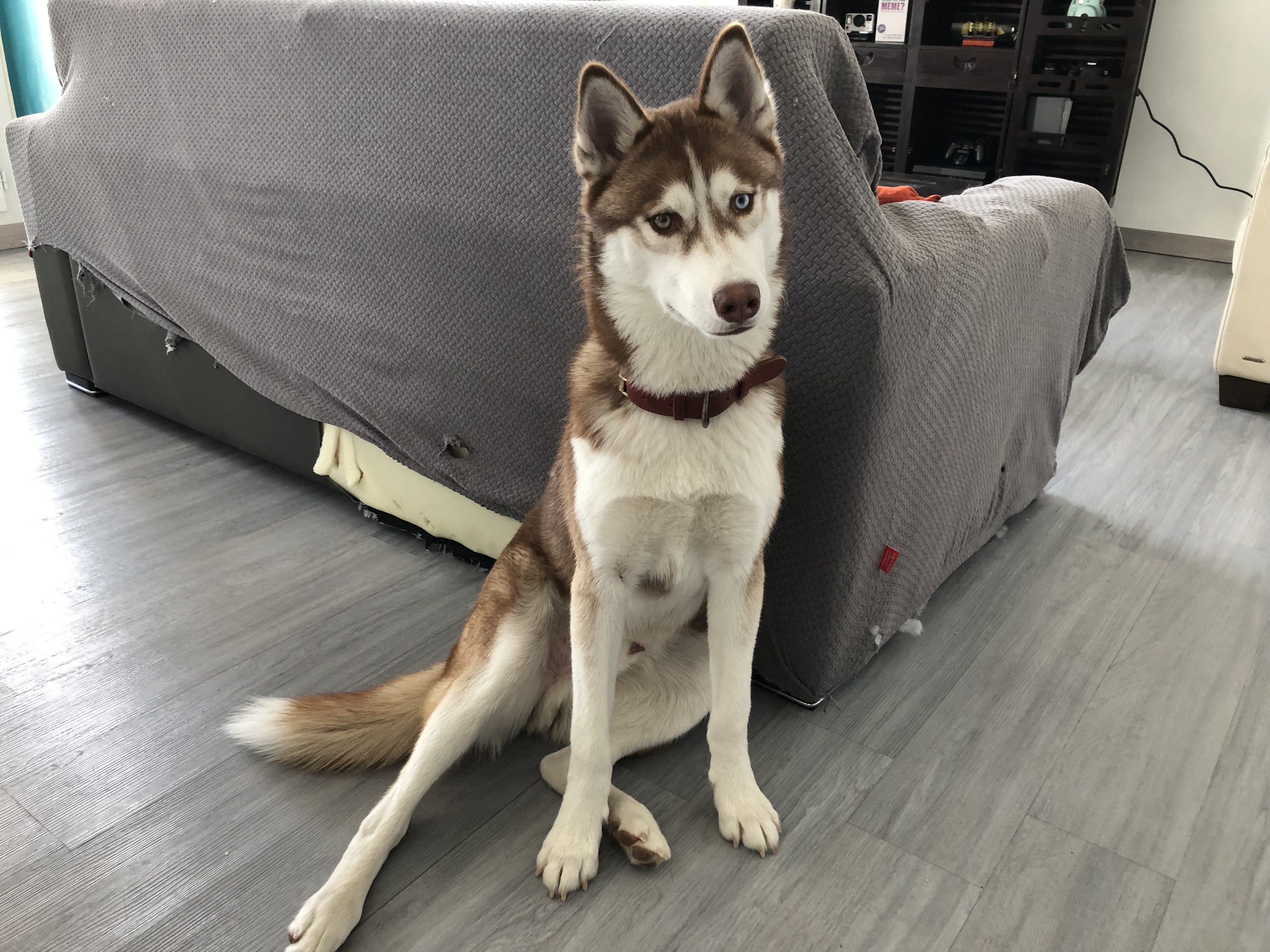 Tiben, husky de 8 mois