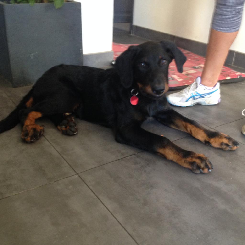 Max, beauceron de 2 mois 1/2