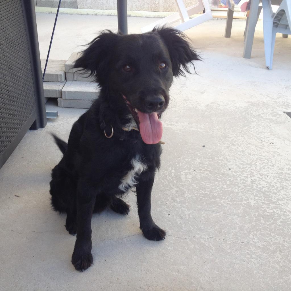 Inos, croisé border collie de 2 ans 1/2