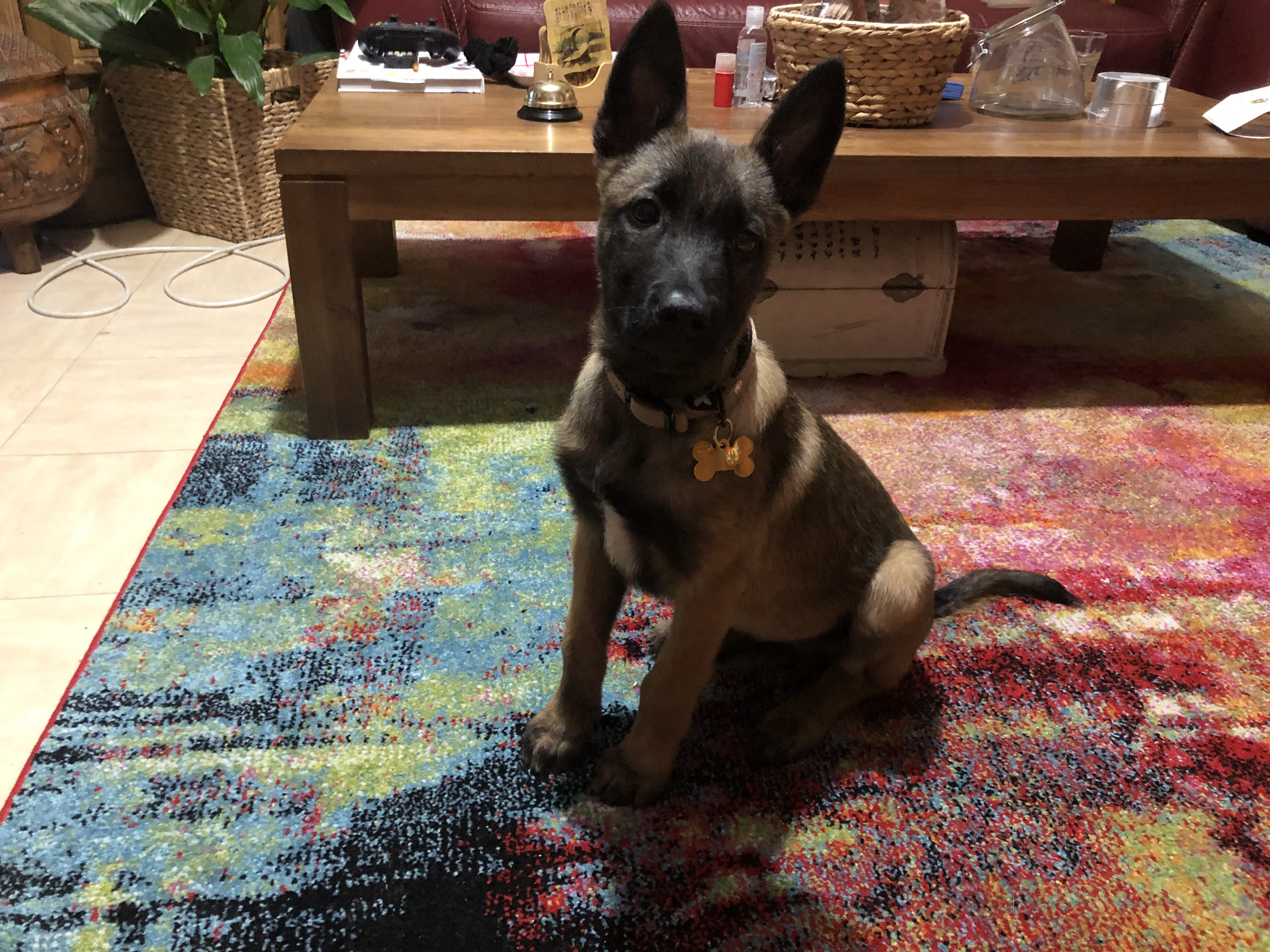 orion, malinois de 2 mois 1/2