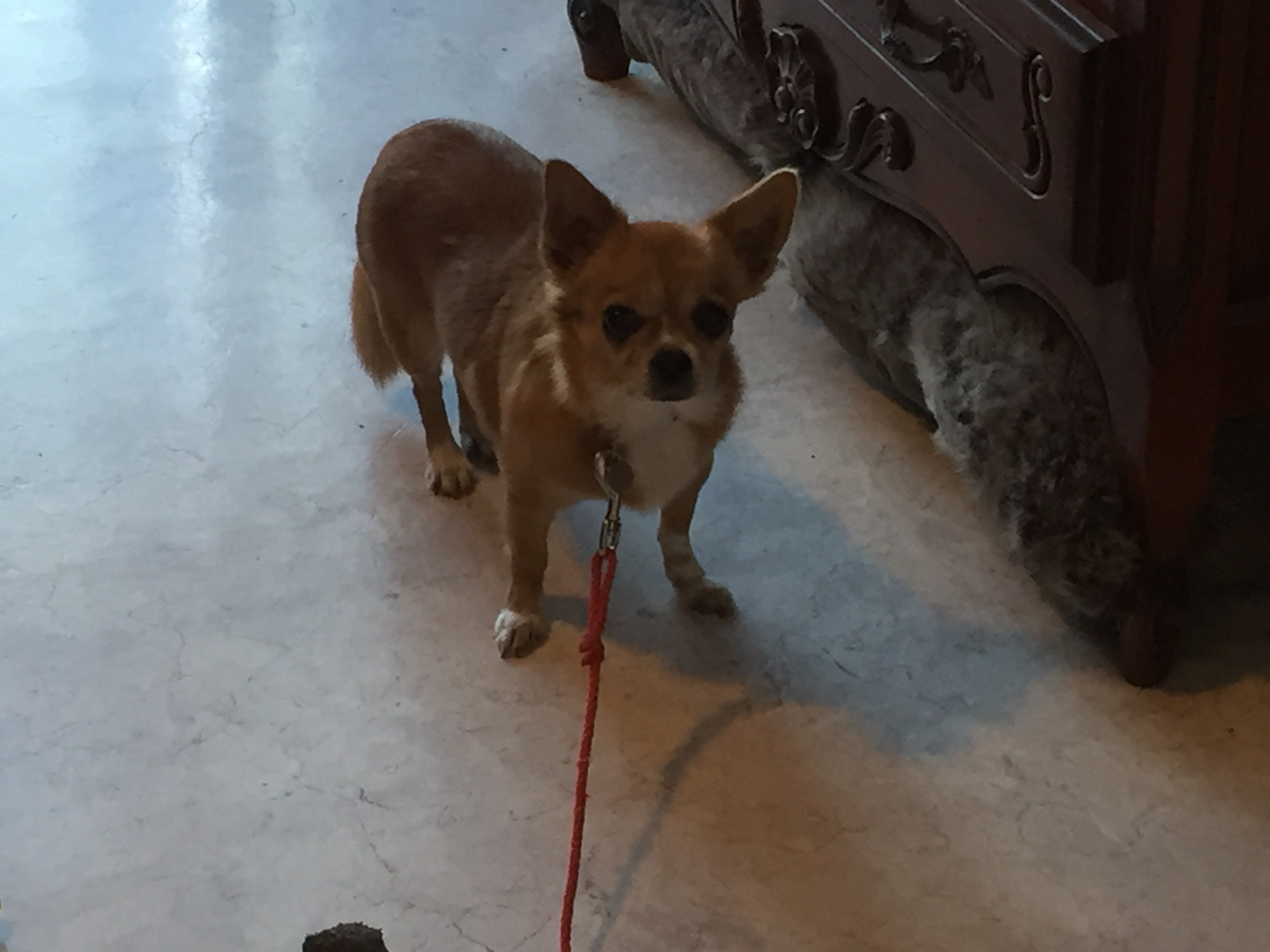 Gladys, chihuahua 6 ans