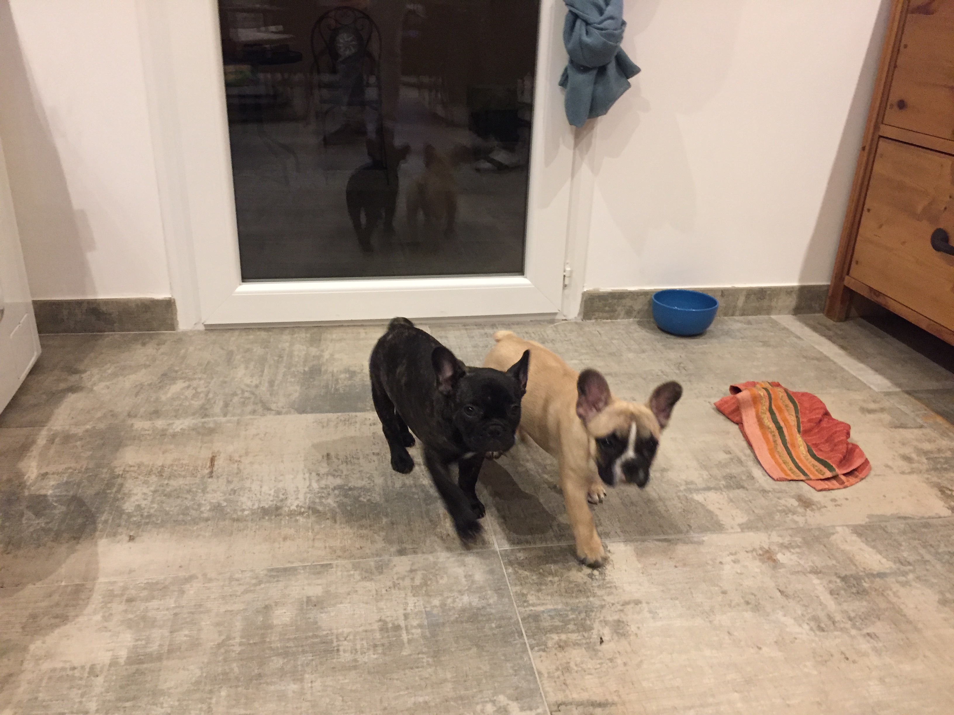 Harizona & Paris bouledogue français de 3 mois