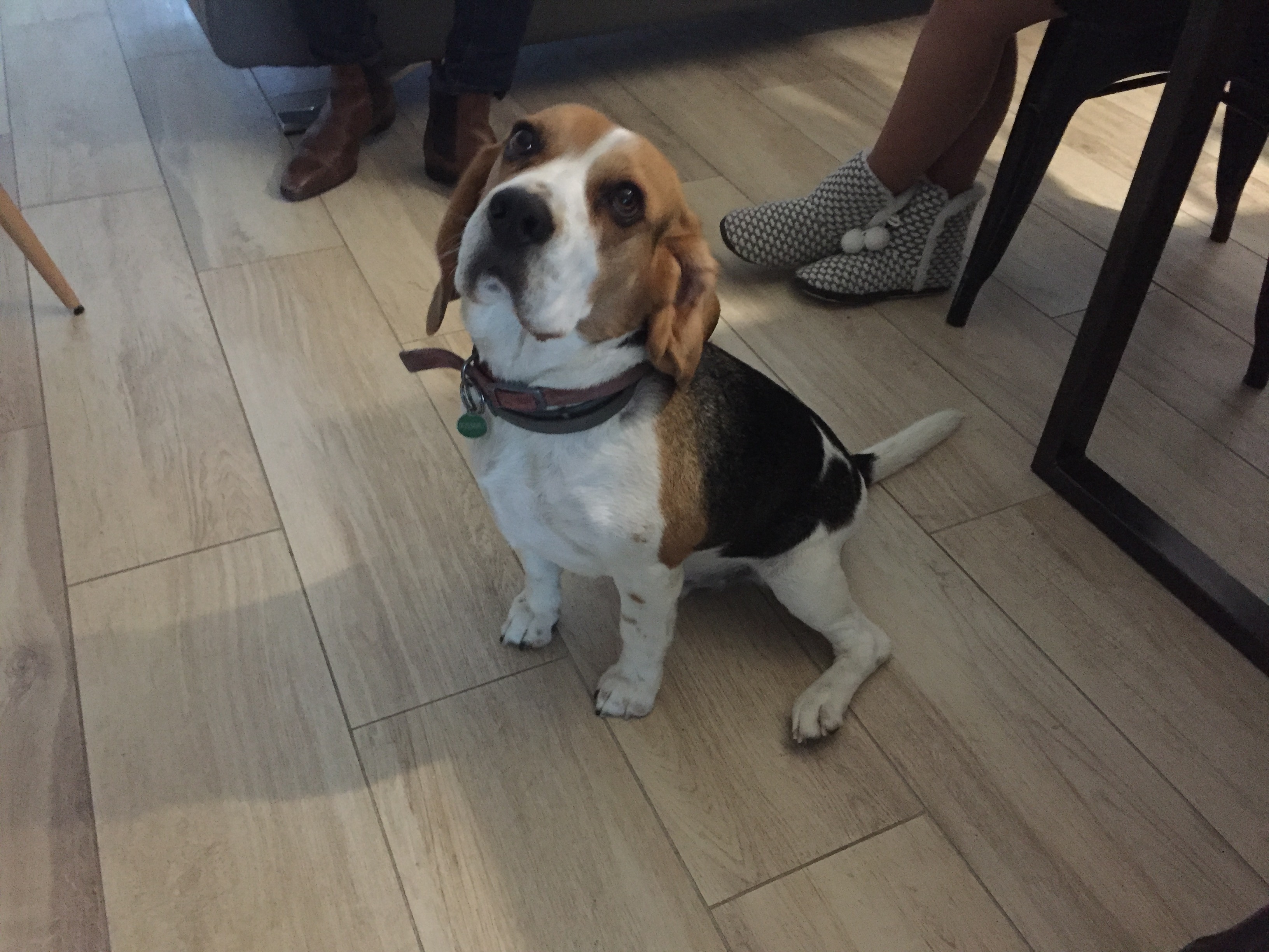 Malo, beagle 4 ans