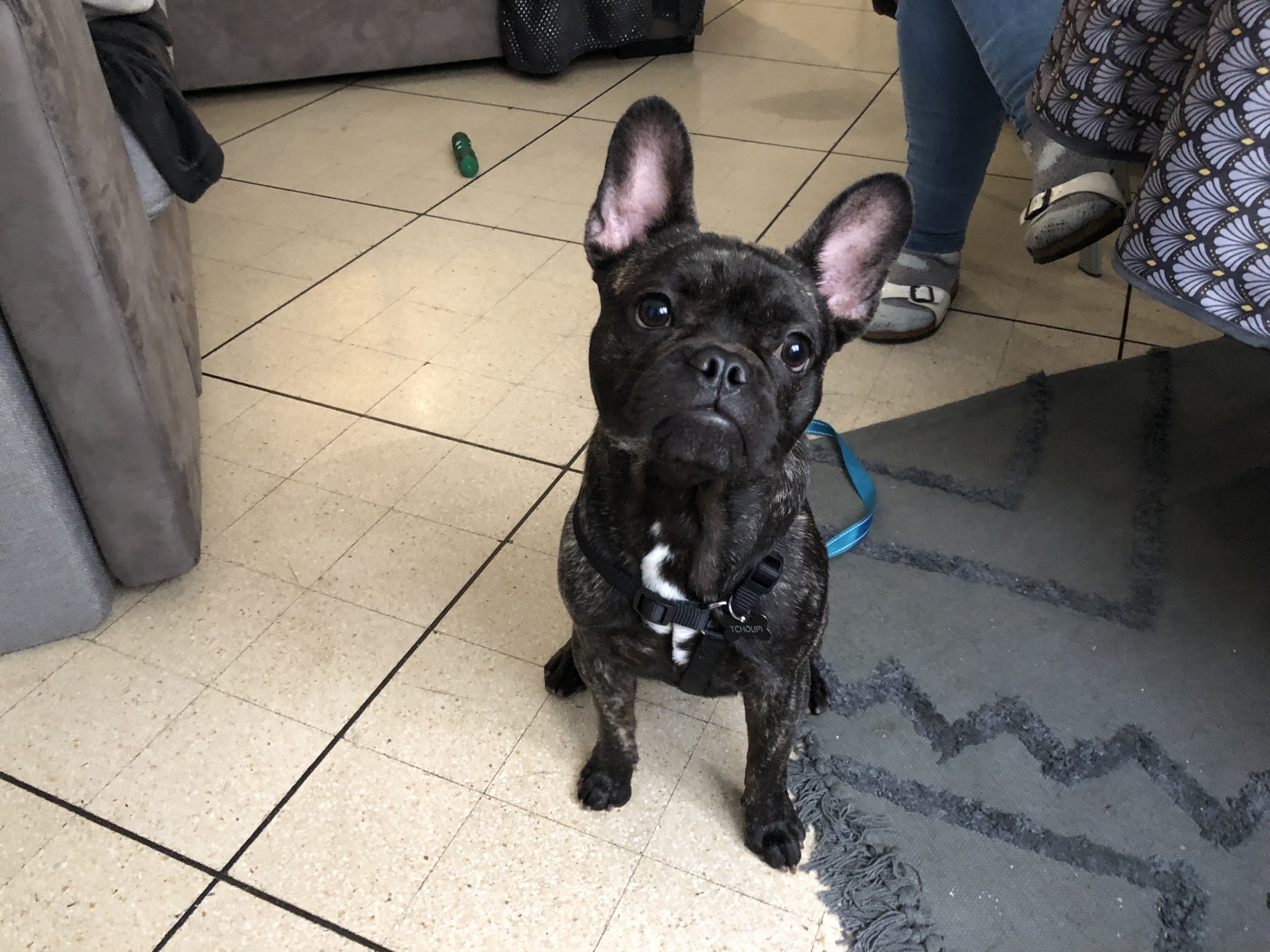 Tchoupi, bouledogue Français 9 mois