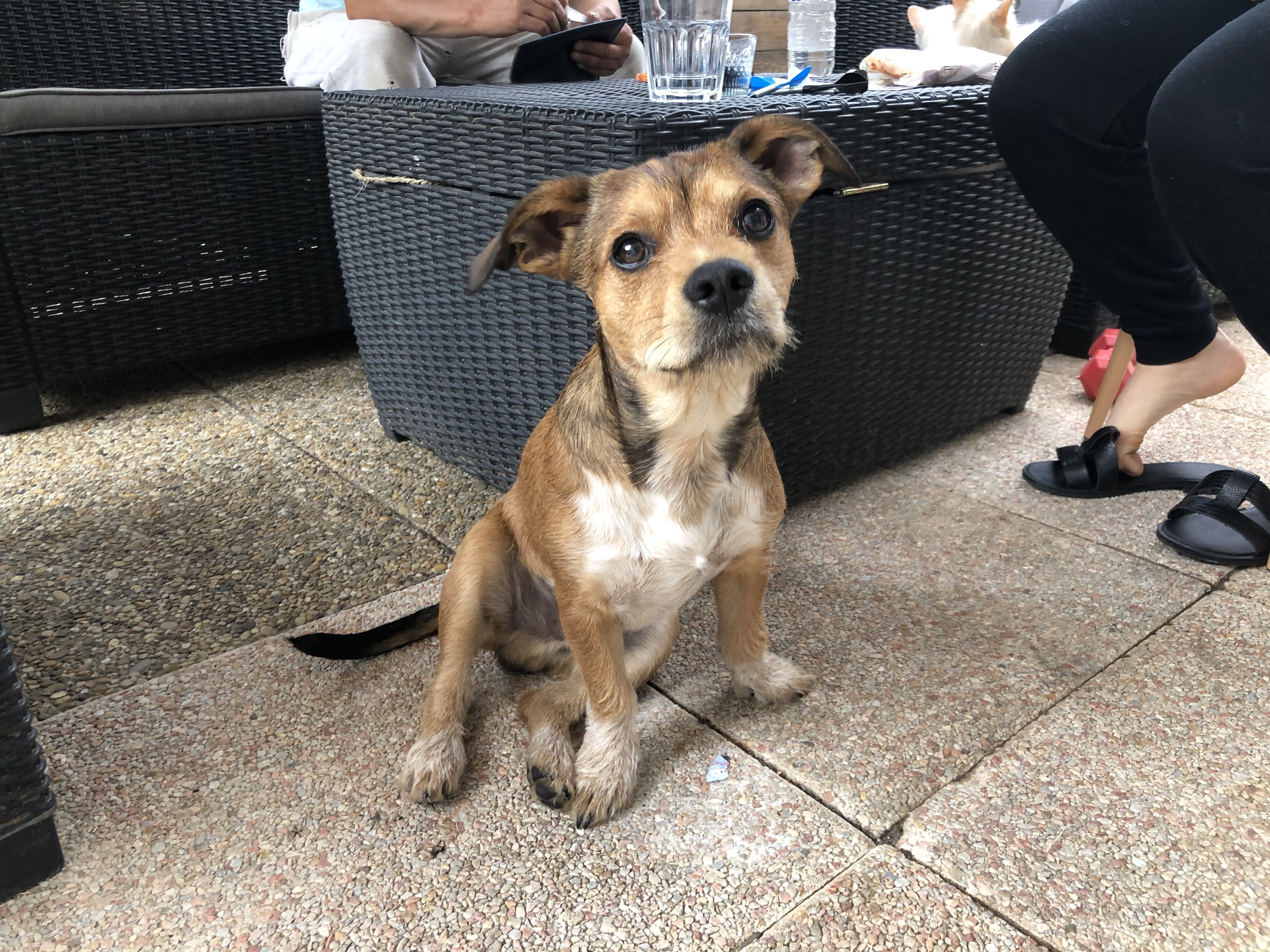 Lucky, croisé jack de 7 mois