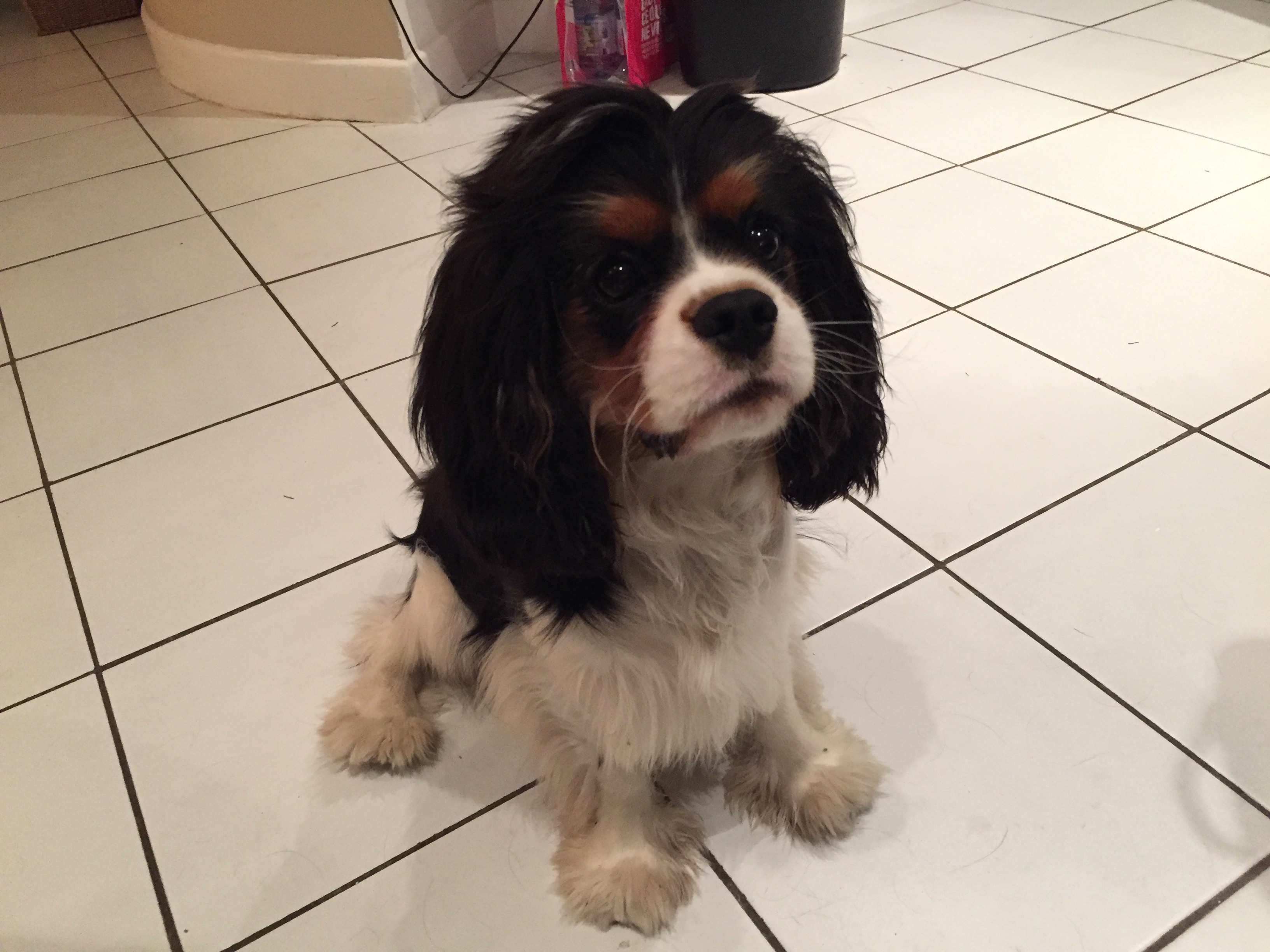 Pacifico, cavalier king charles de 7 mois