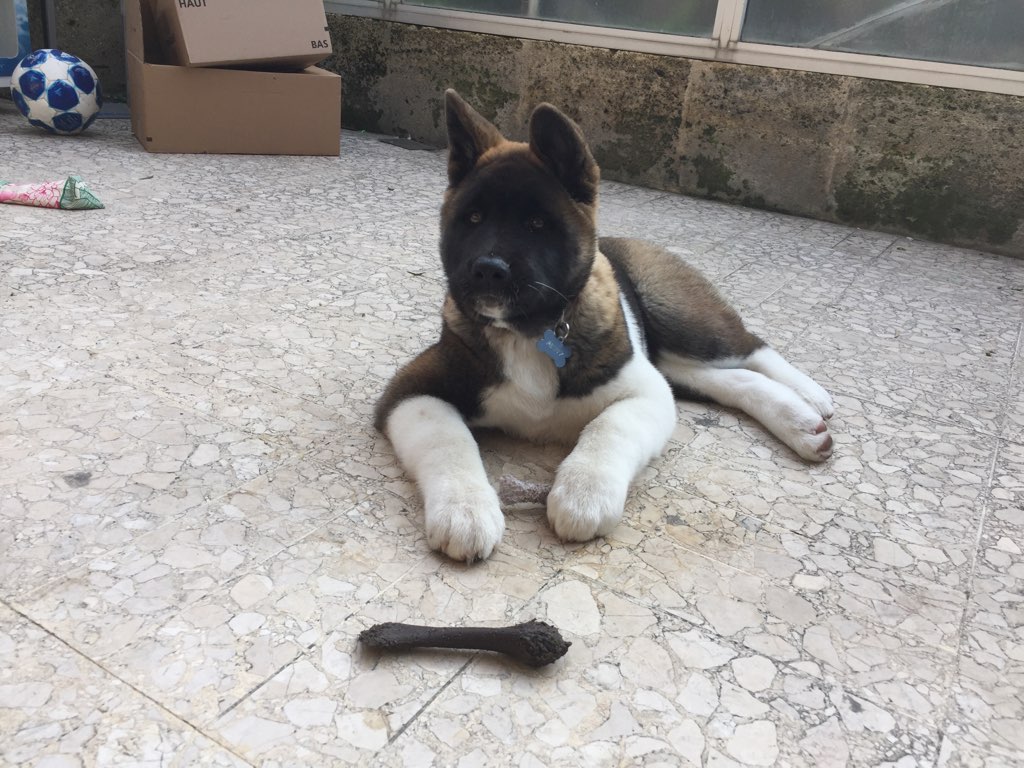 Penny, akita de 3 mois