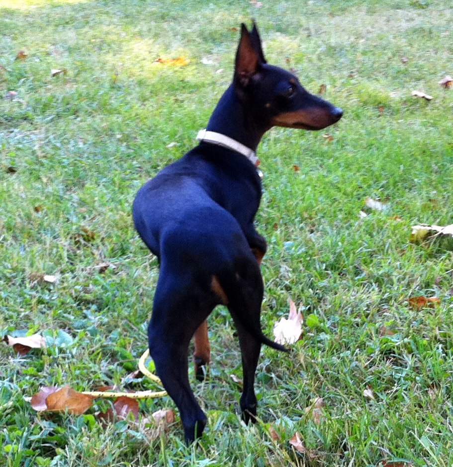 Fiona, manchester terrier de 8 mois