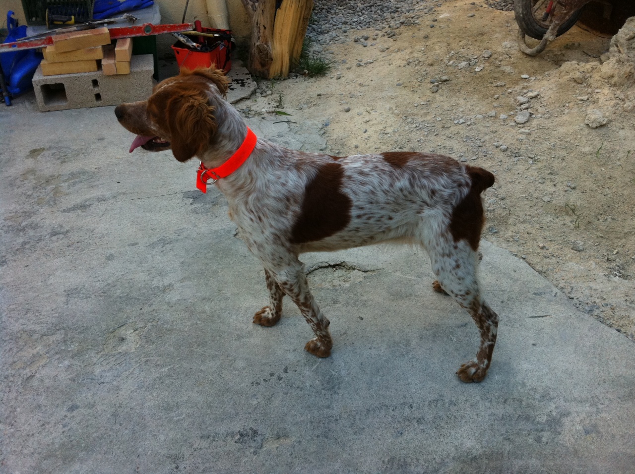 Zaza, épagneul breton de 2 ans