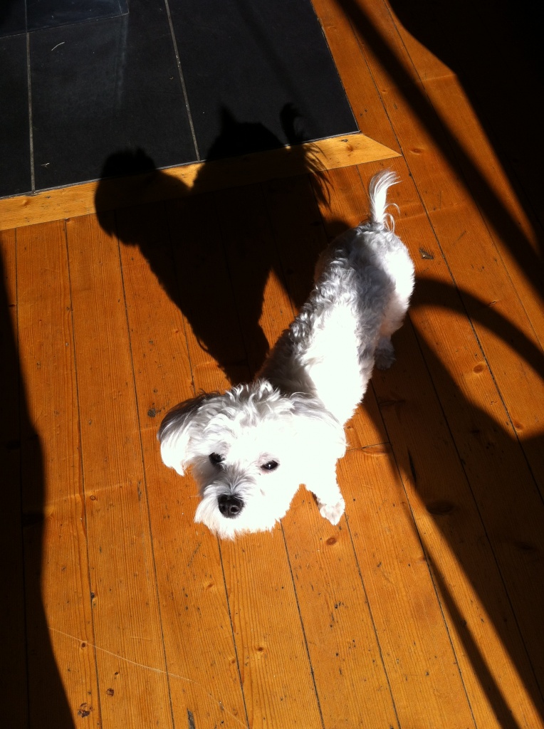 Lila, bichon de 13 mois