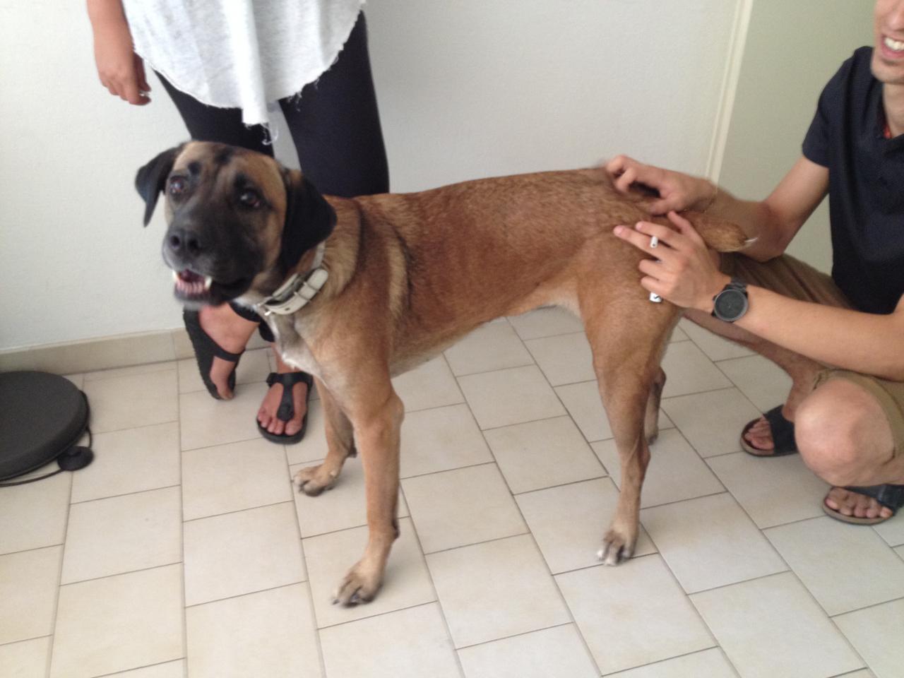 Sunska, croisé cané corso malinois 2 ans