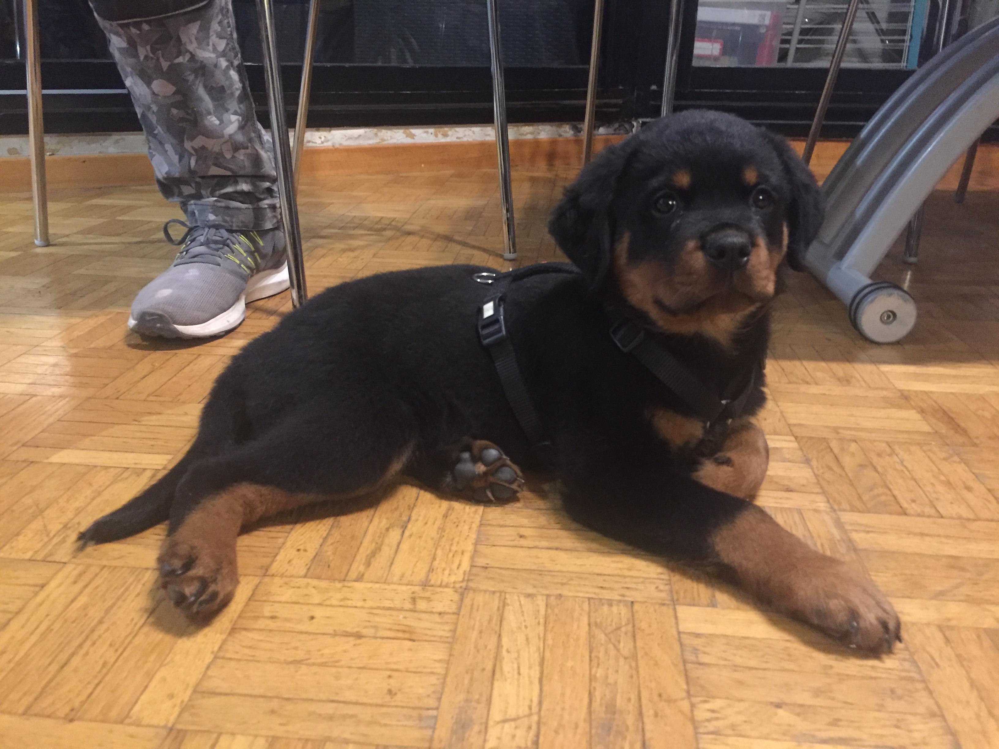 Roméo, rottweiler de 2 mois