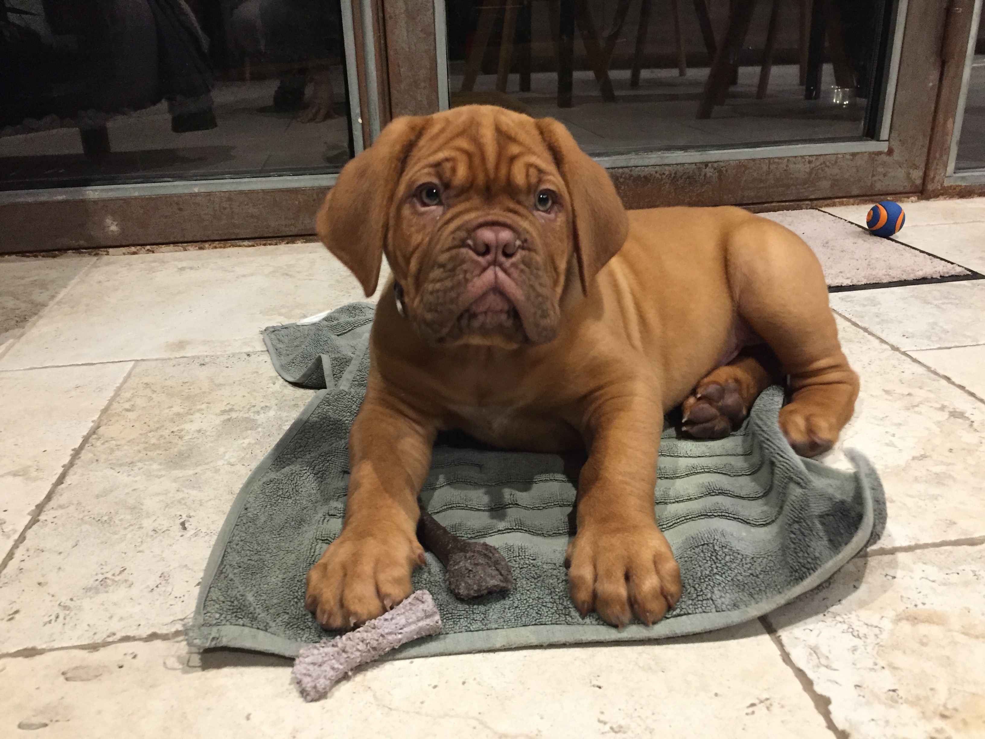 Pablo, dogue de bordeaux de 2 mois