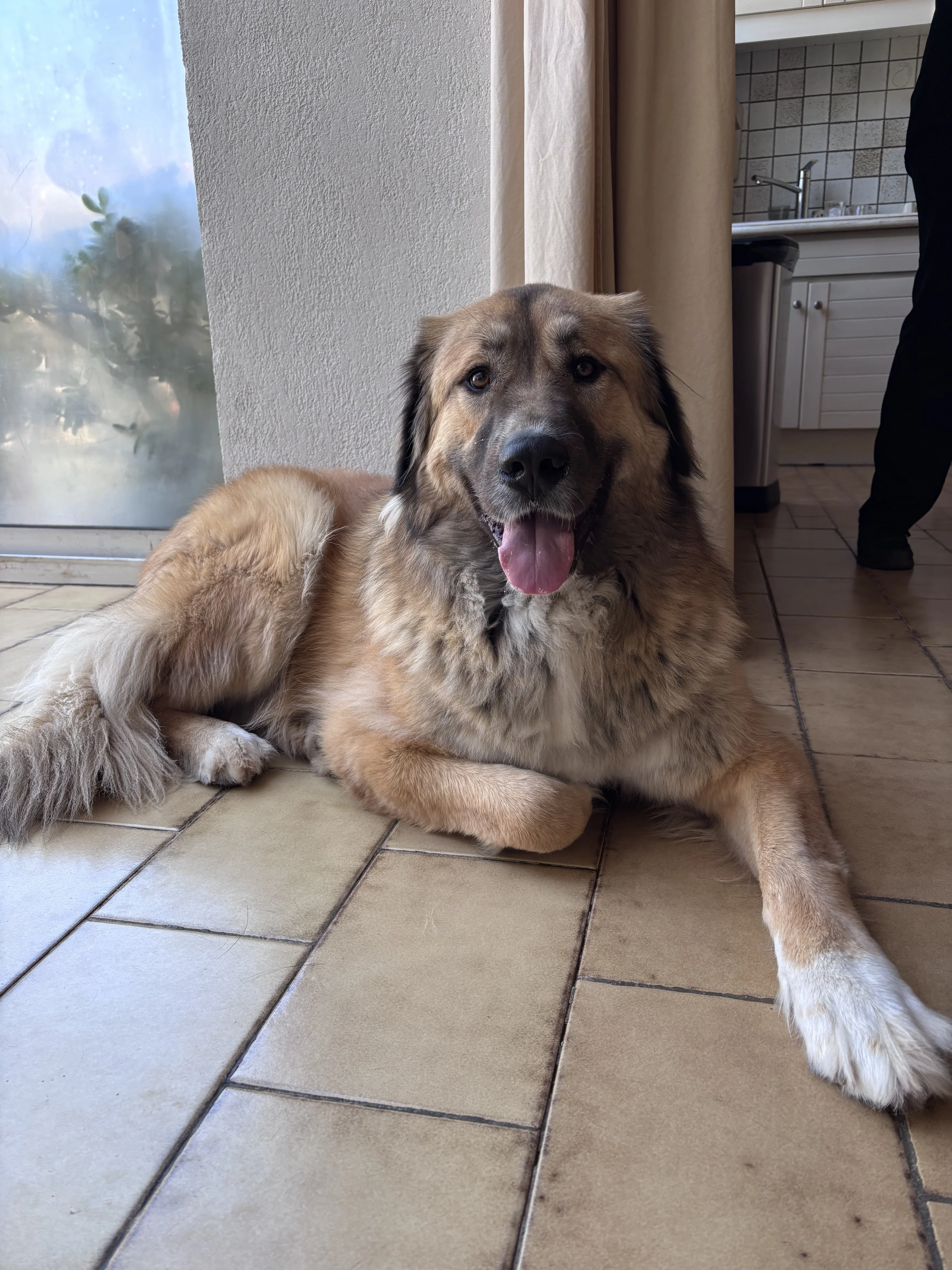 Lothar, 2 ans croisé berger d'Anatolie et Pyrénées 