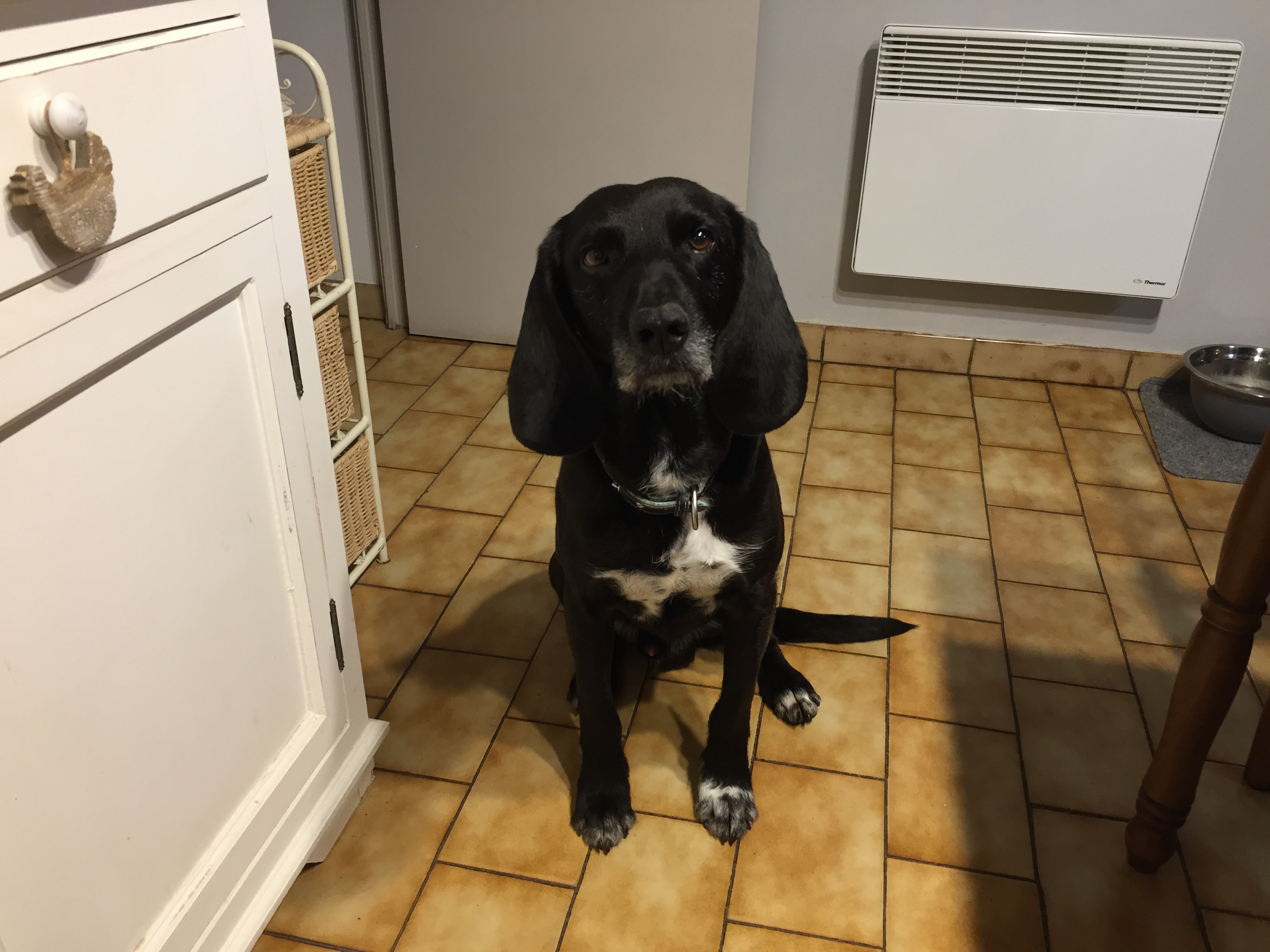 loki, croisé labrador de 8 ans