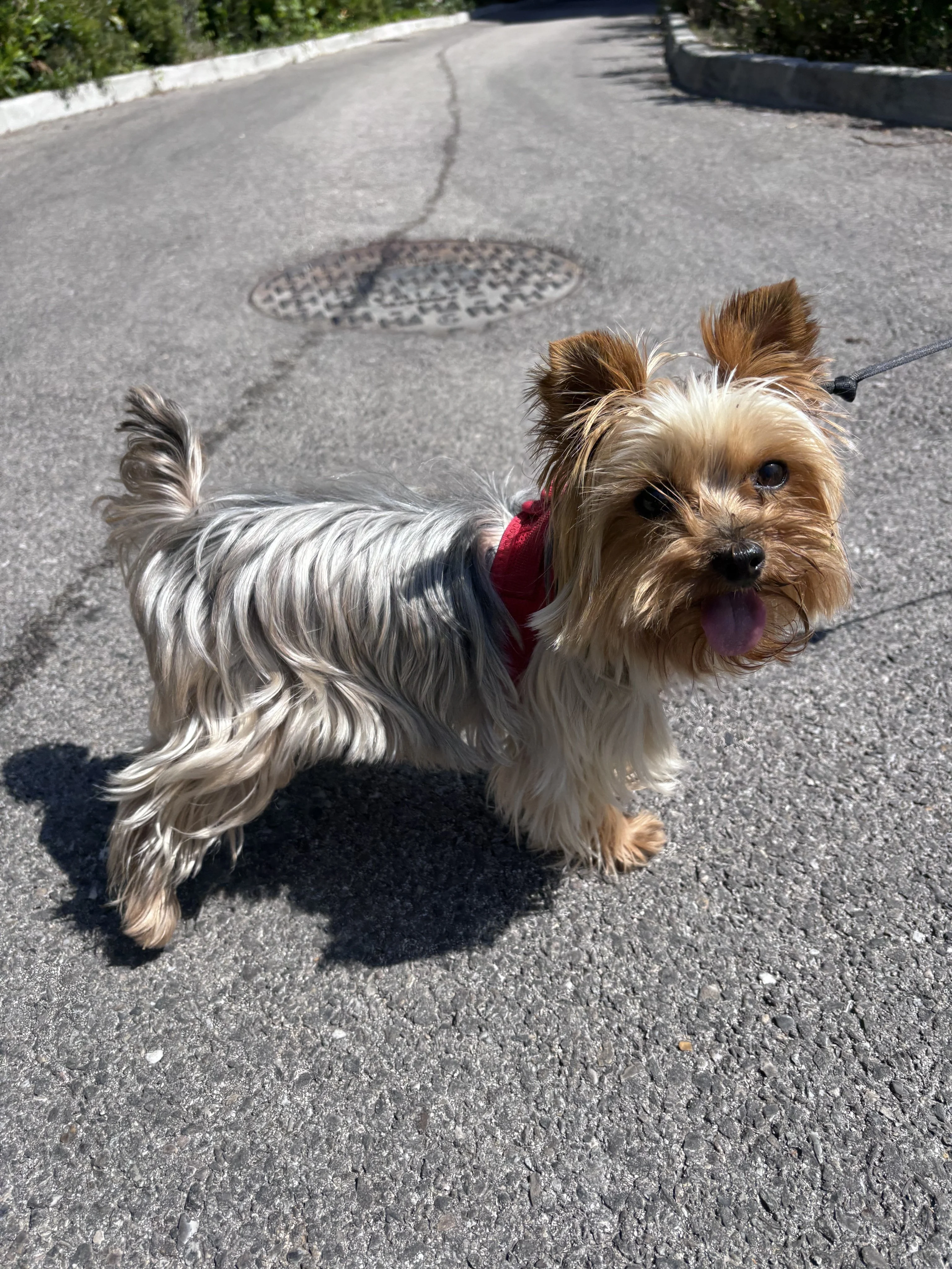 Rolly, york de 6 ans
