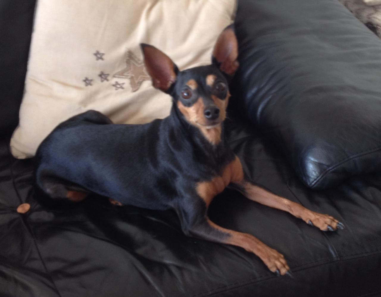 Ella, pinscher 6 ans