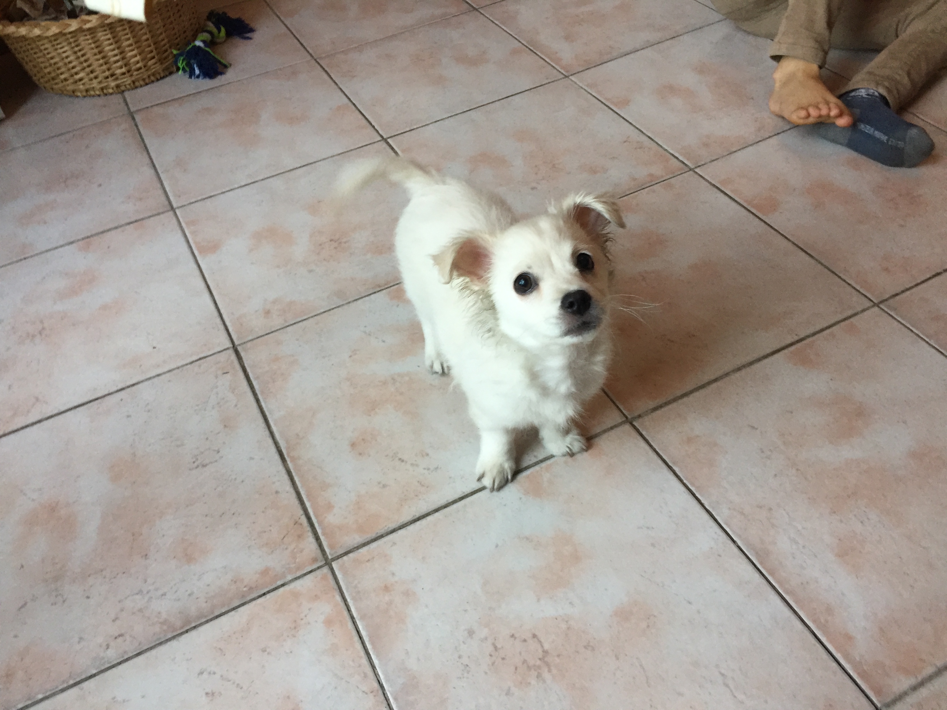 pipoca, croisé chihuahua de 3 mois