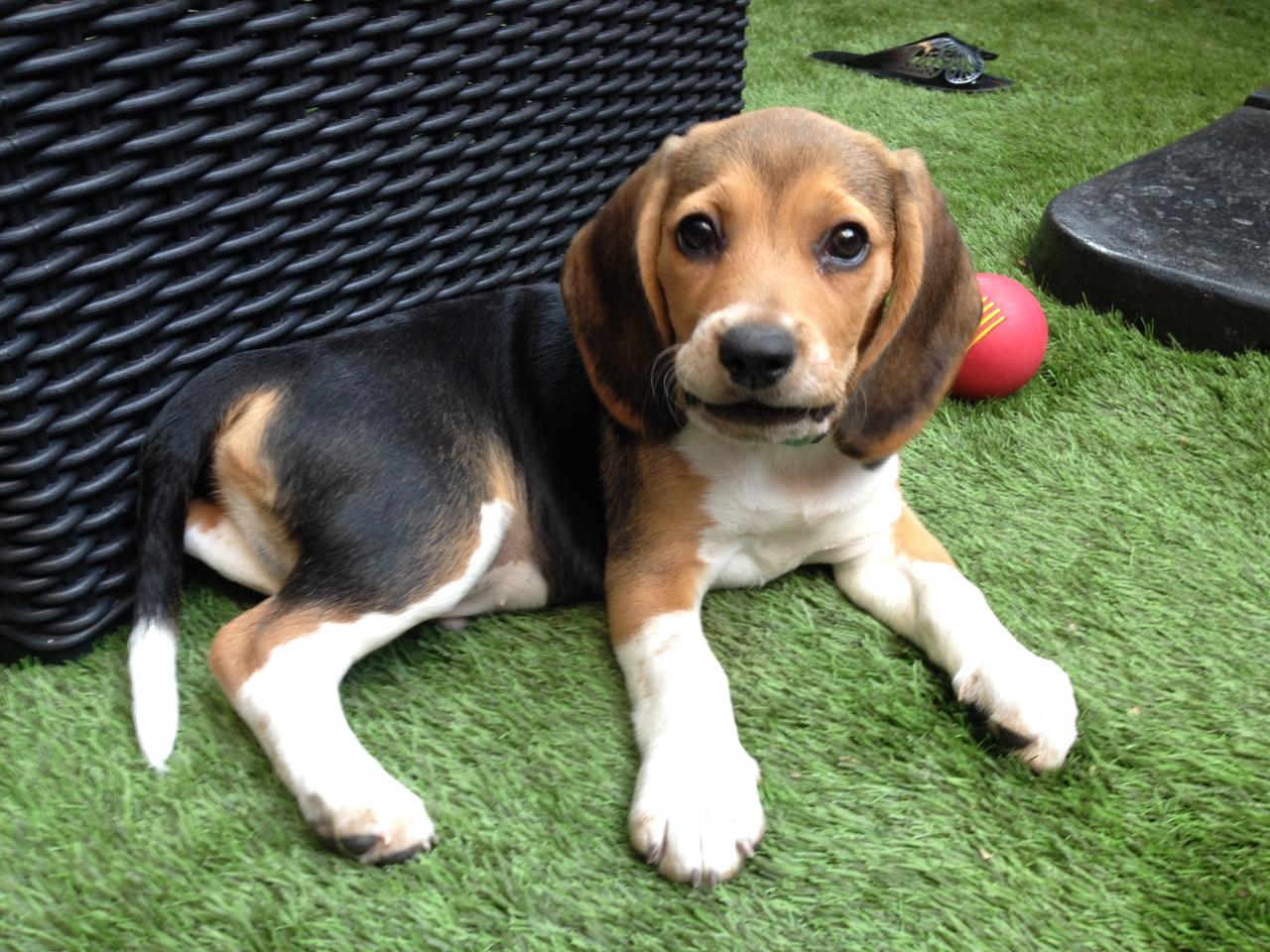 Marley, beagle 2 mois 2/1