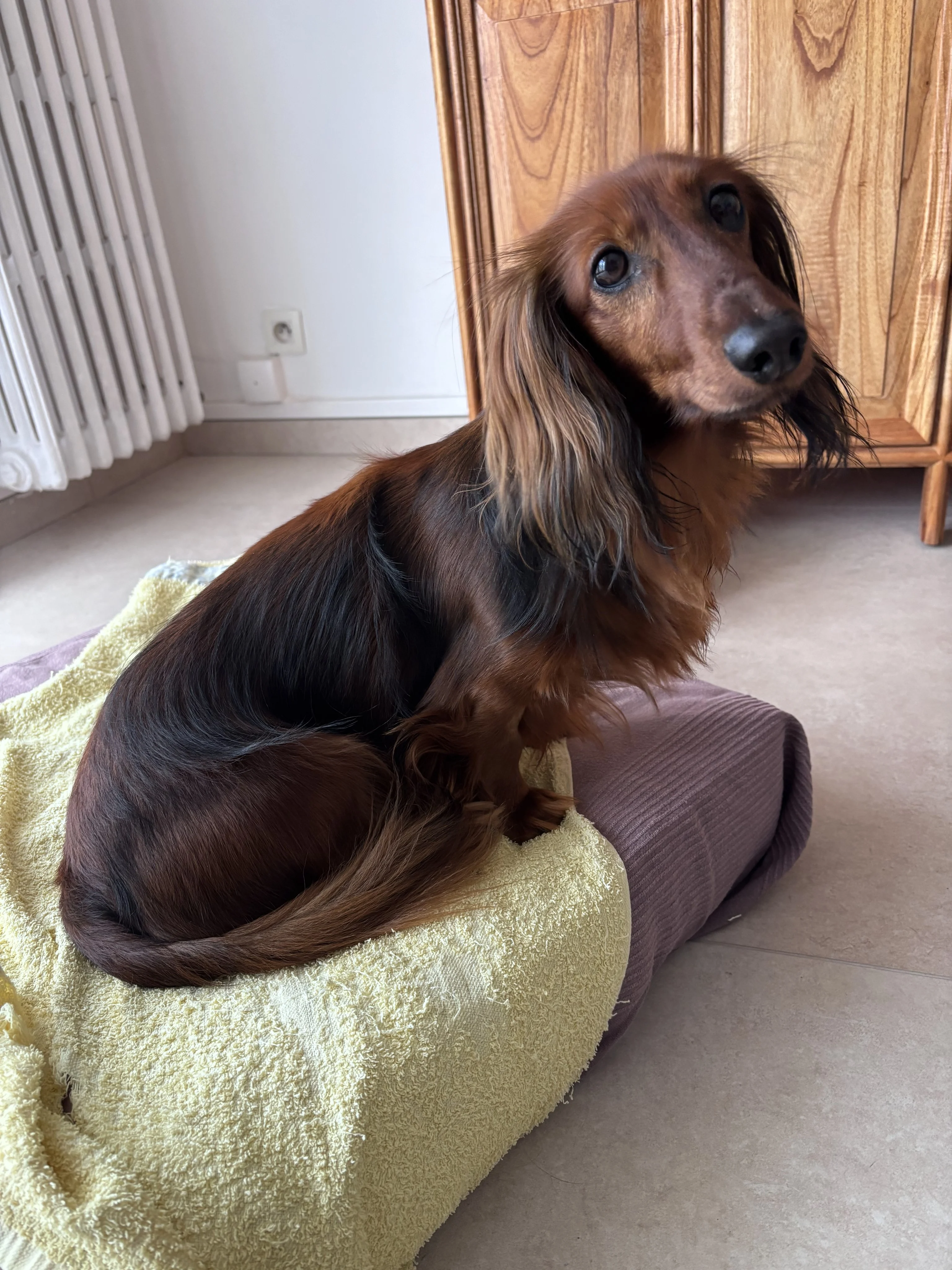 Rio teckel de 5 ans