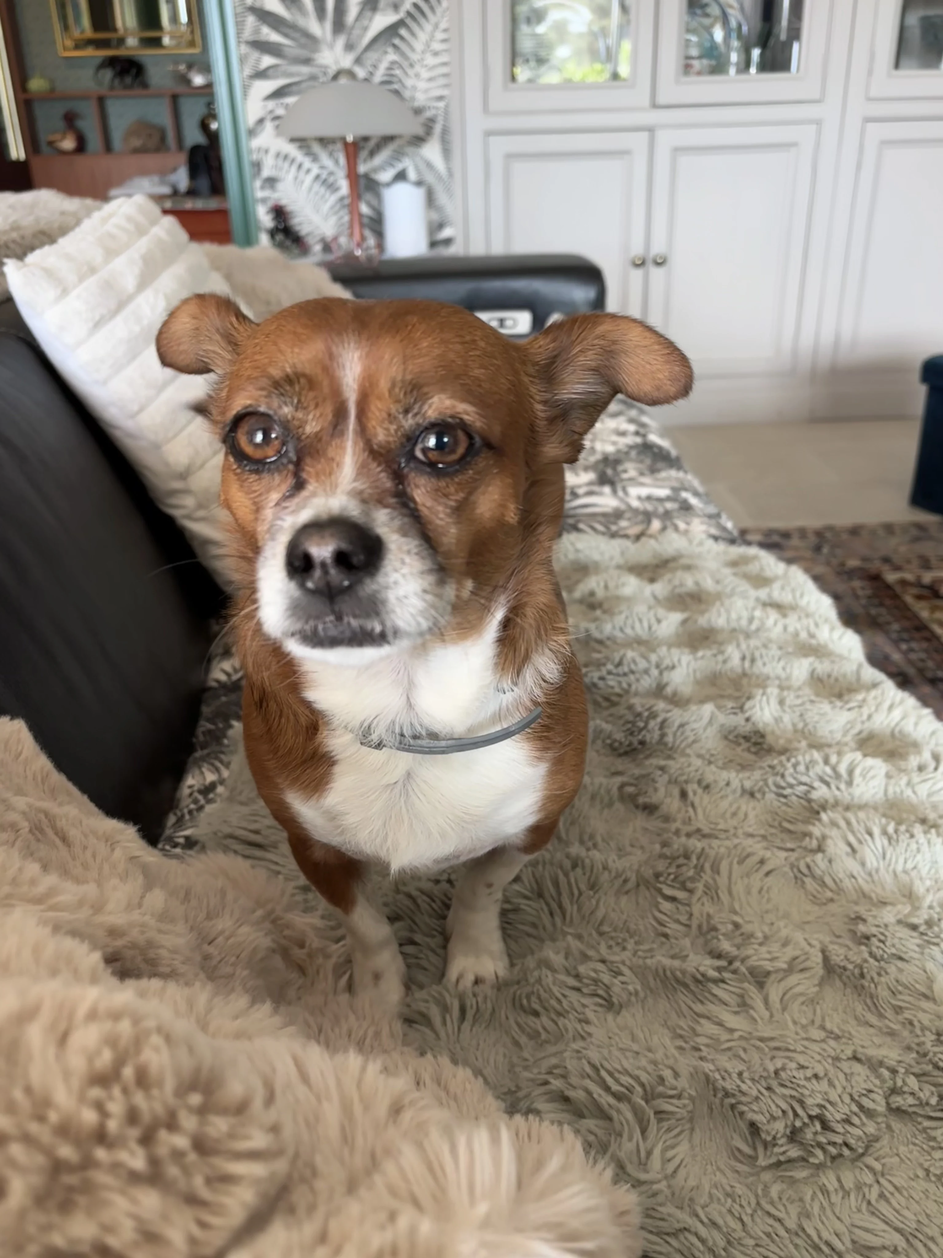 Poupette croisé chihuahua de 6 ans