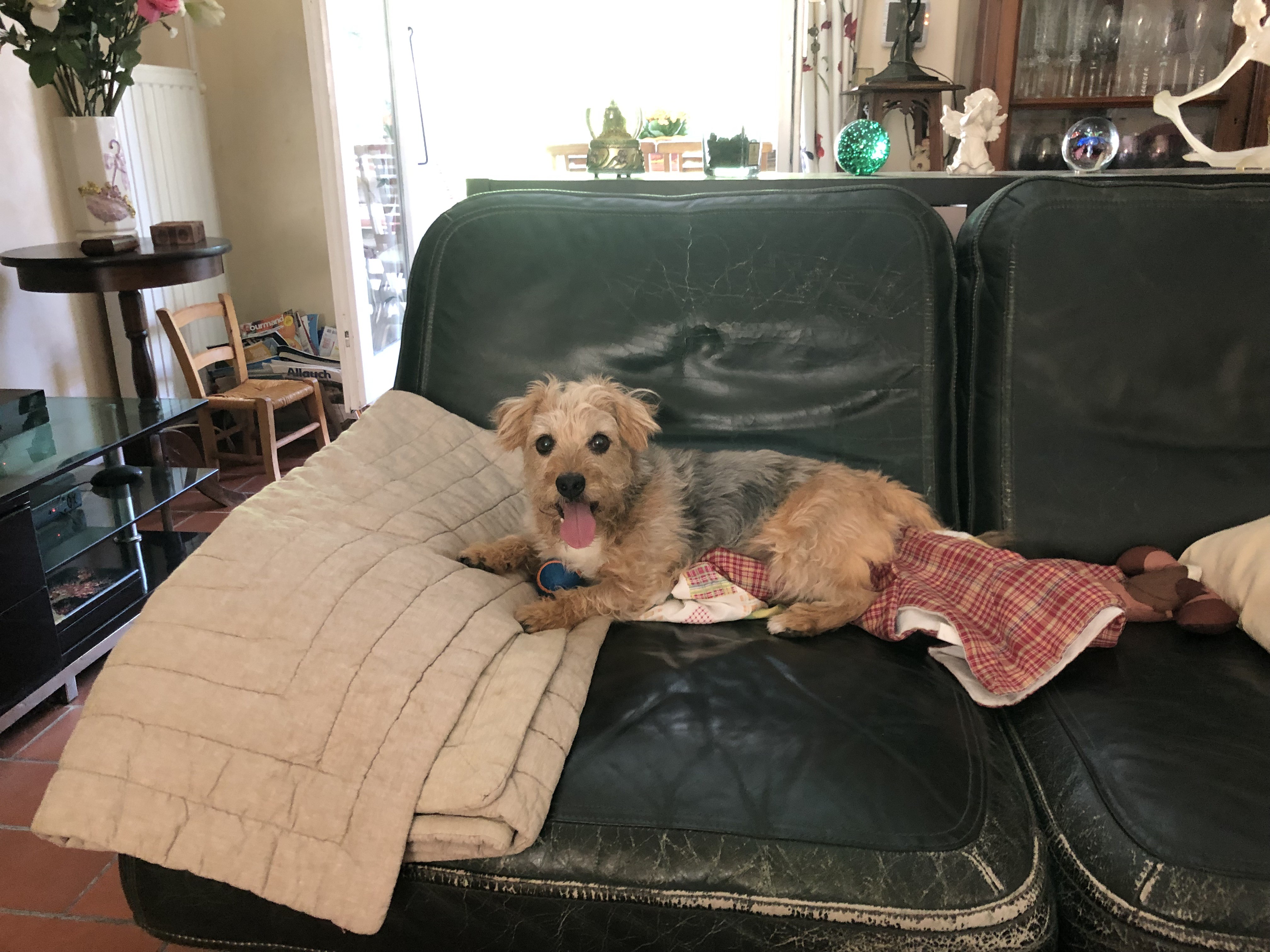 Fox croisé York de 6 ans