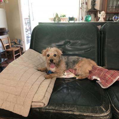 Fox croisé York de 6 ans