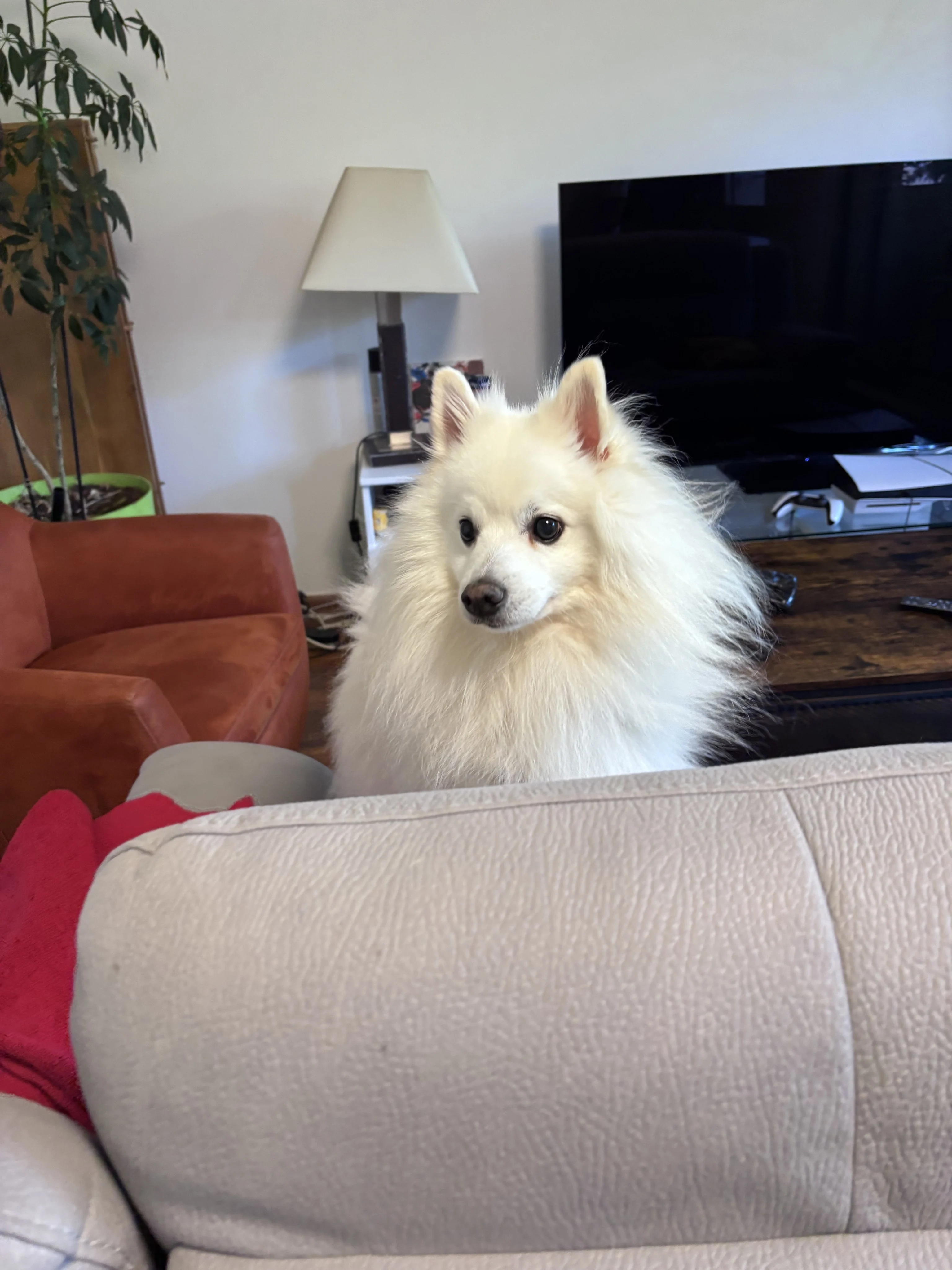Lucky, spitz de 8 ans