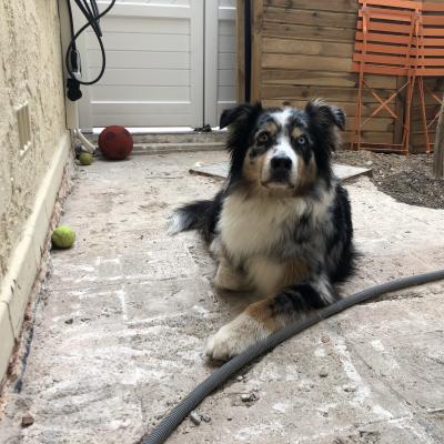 Denali, berger australien de 8 ans