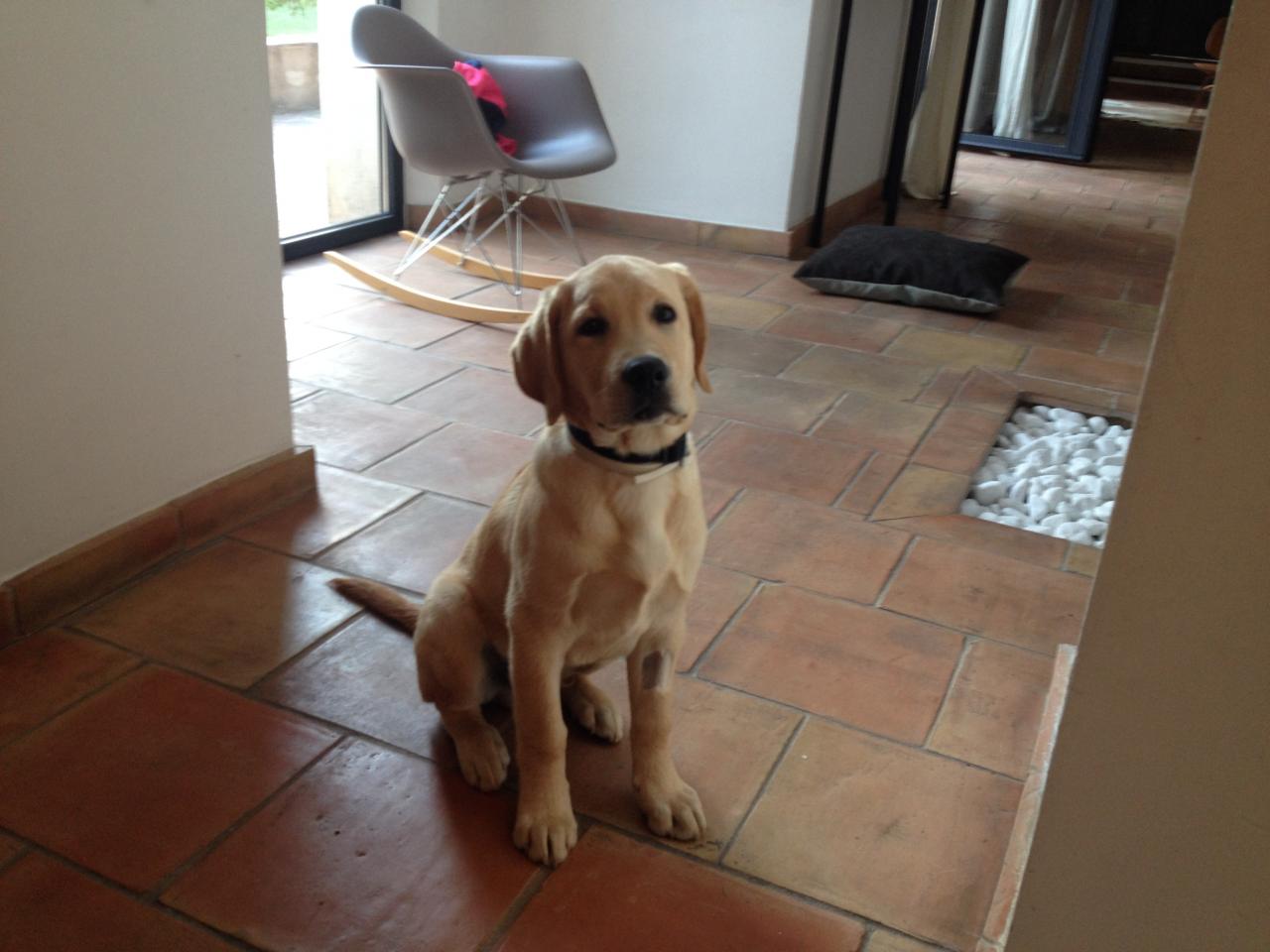 Max, labrador de 3 mois 1/2