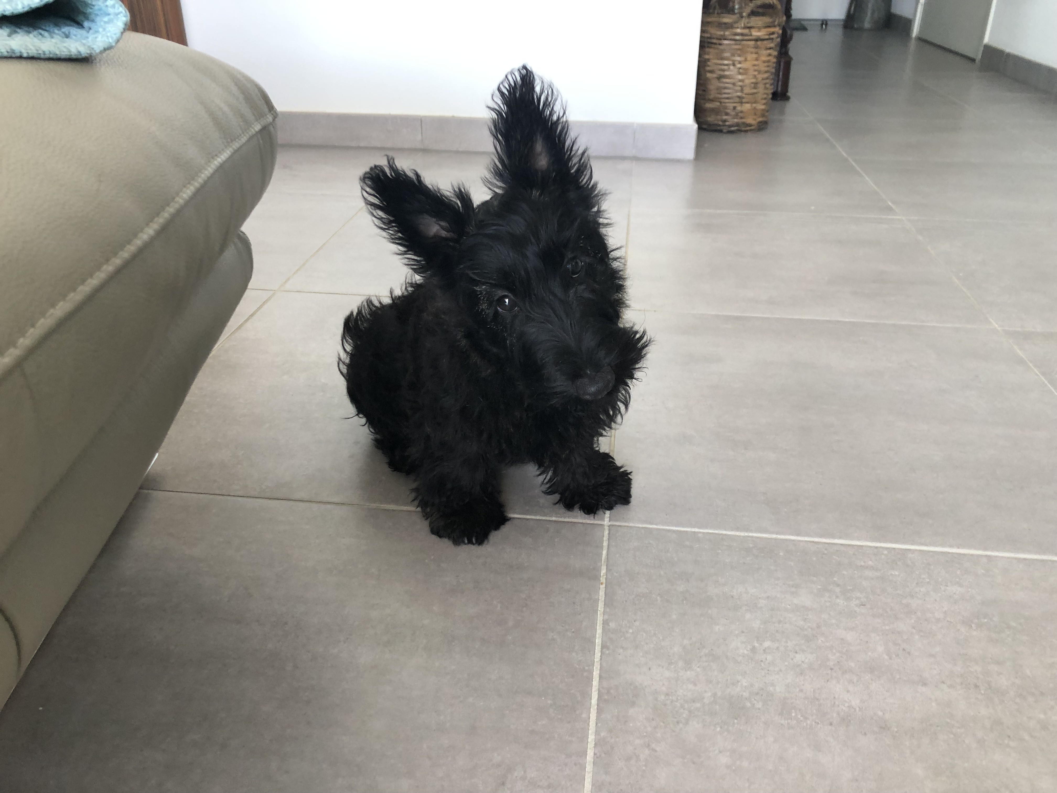 Ullalys, scottish terrier de 3 mois