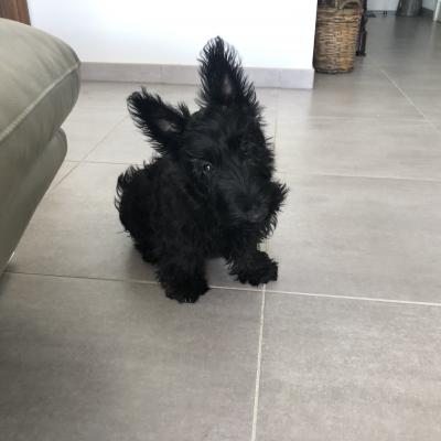 Ullalys, scottish terrier de 3 mois