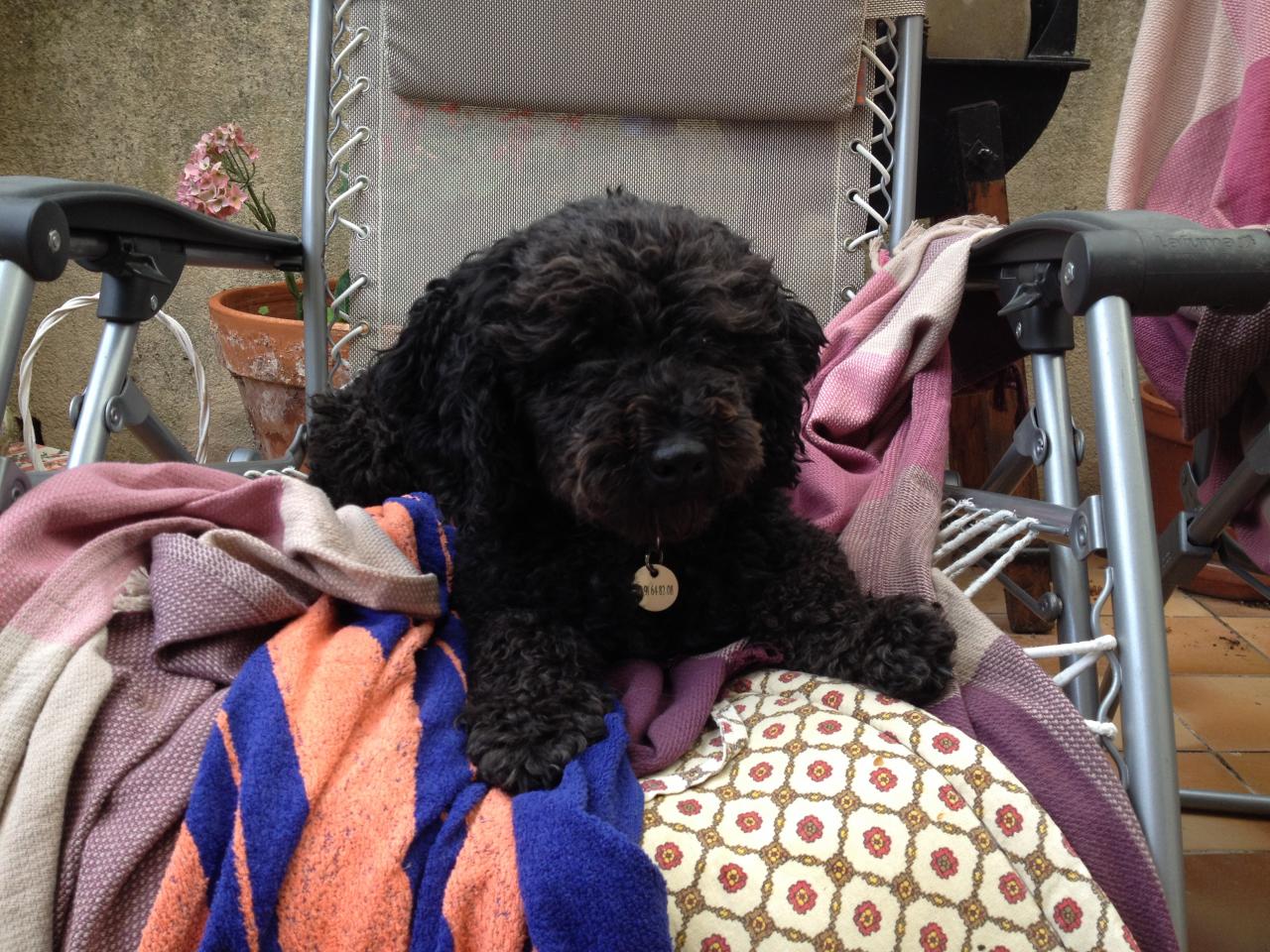 Milou, bichon de 5 ans