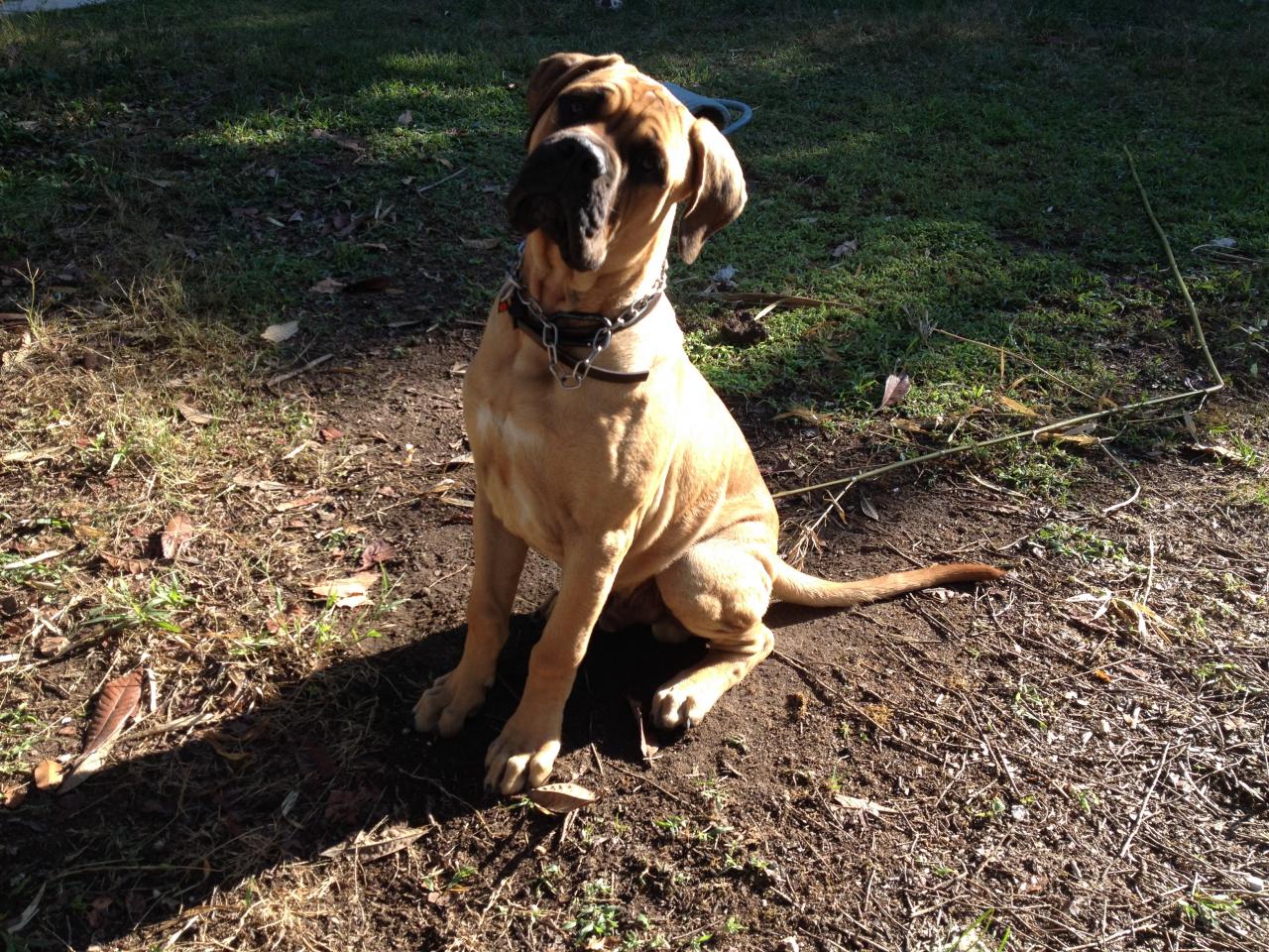 Cassius, bullmastiff de 4 mois