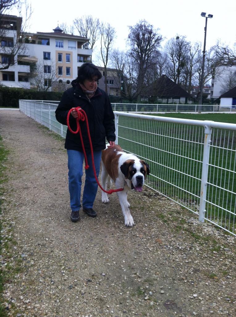 Saint Bernard de 1 an exercice de marche aux pieds