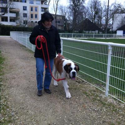 Saint Bernard de 1 an exercice de marche aux pieds