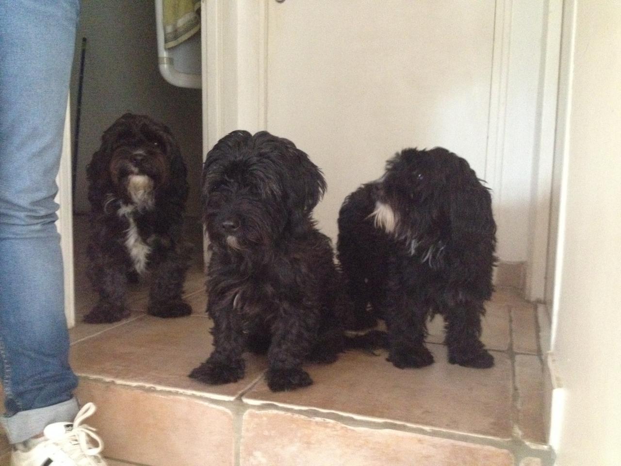 Goya, Porthos & Athos croisé bichon york de 5 et 4 ans