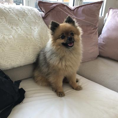 Peach, spitz de 3 ans